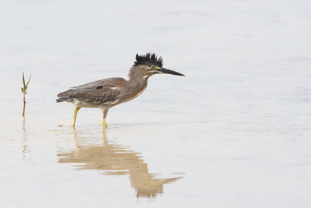 Striated Heron. Qatar, 07 May 2014 © Neil G. Morris.