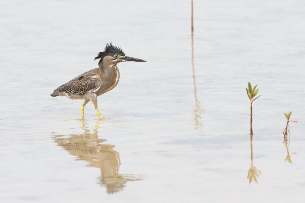 Striated Heron. Qatar, 07 May 2014 © Neil G. Morris.