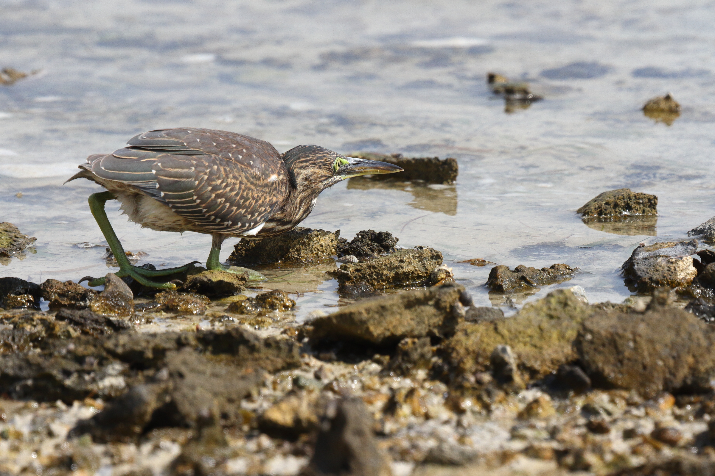 Striated Heron. Qatar, 21 June 2014 © Neil G. Morris.