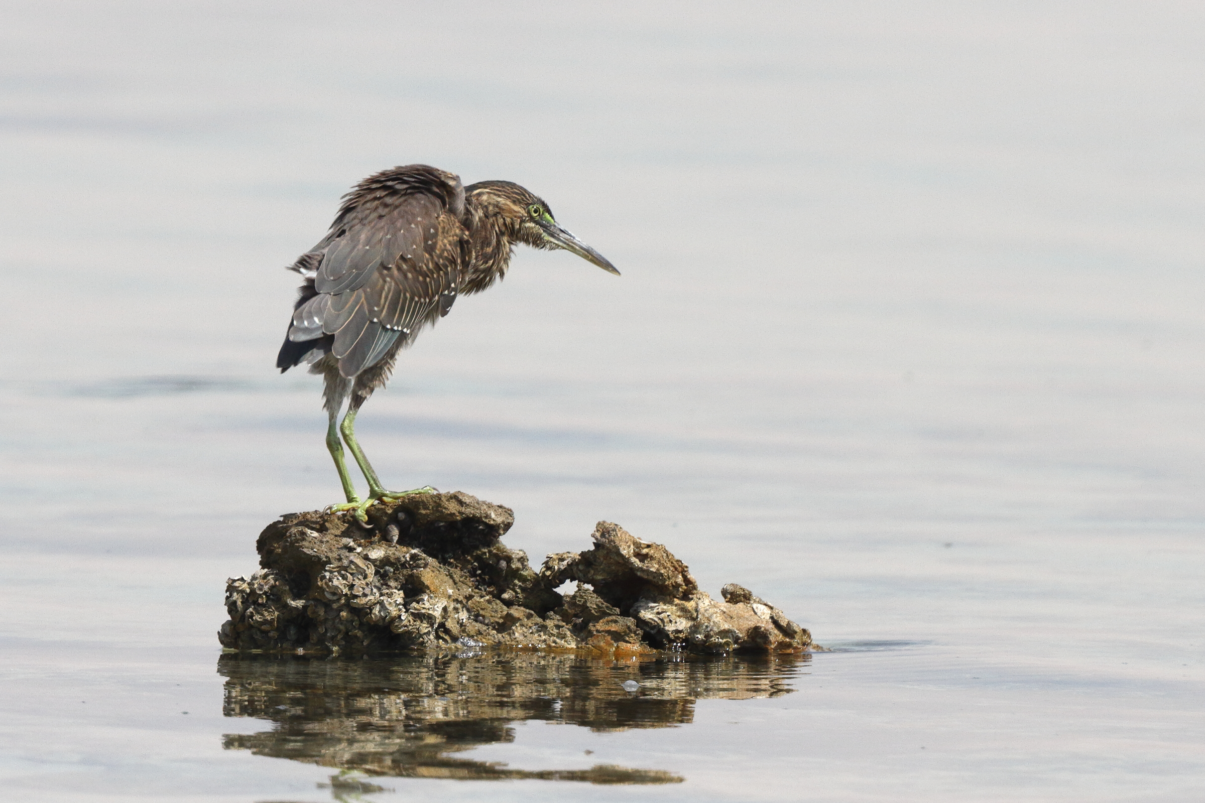 Striated Heron. Qatar, 21 June 2014 © Neil G. Morris.