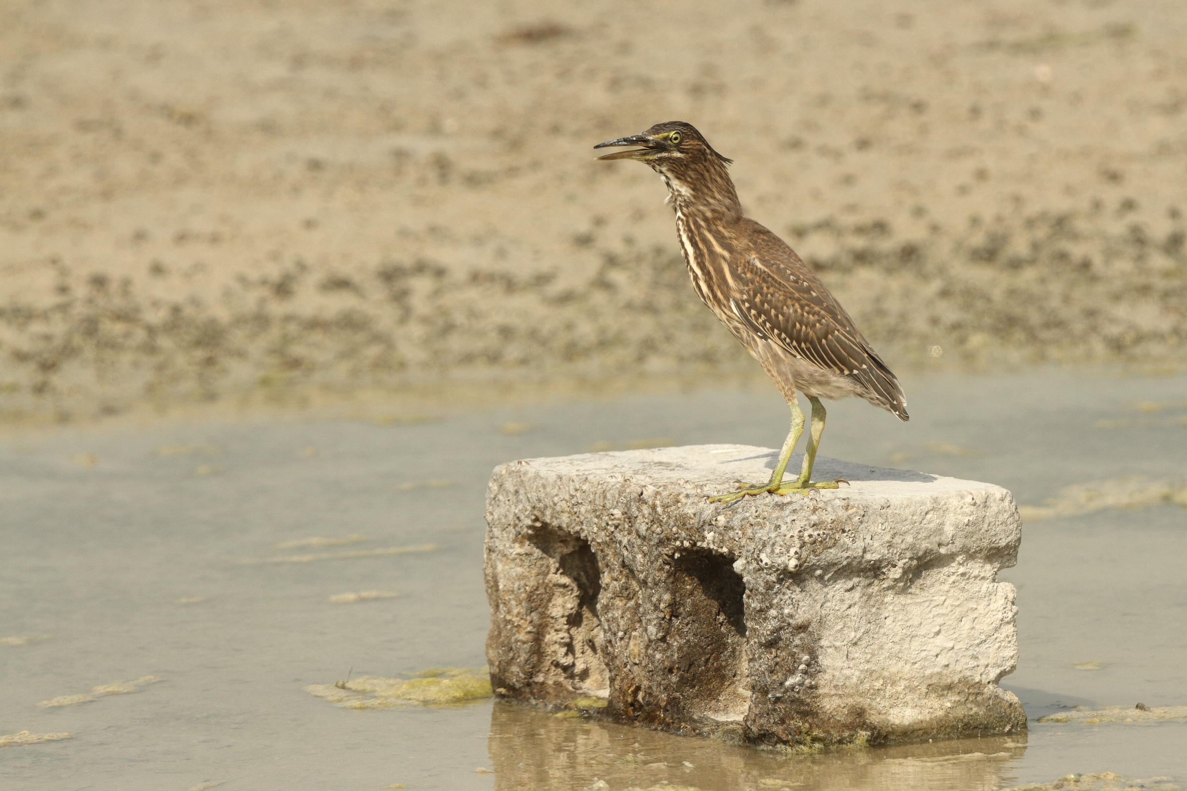 Striated Heron. Qatar, 01 July 2014 © Neil G. Morris.