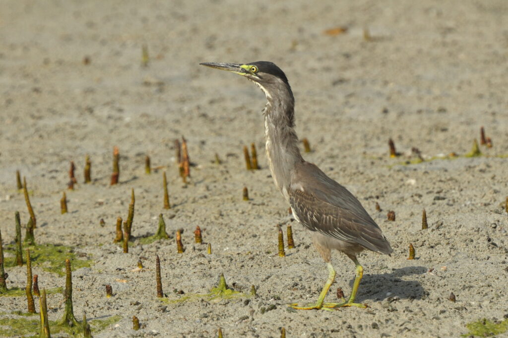 Striated Heron. Qatar, 01 July 2014 © Neil G. Morris.