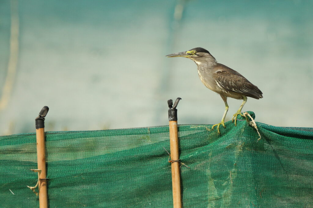 Striated Heron. Qatar, 01 July 2014 © Neil G. Morris.