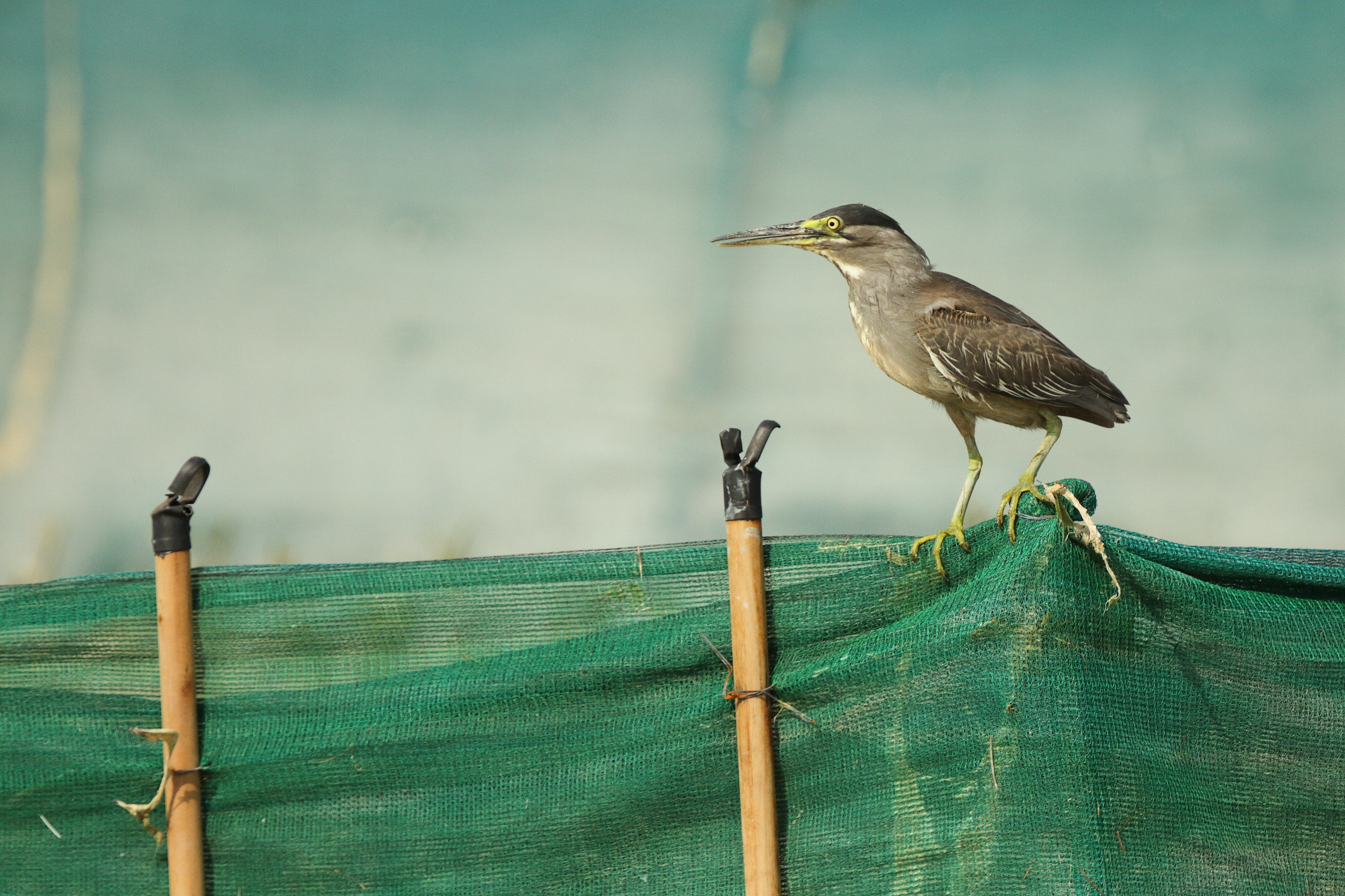 Striated Heron. Qatar, 01 July 2014 © Neil G. Morris.