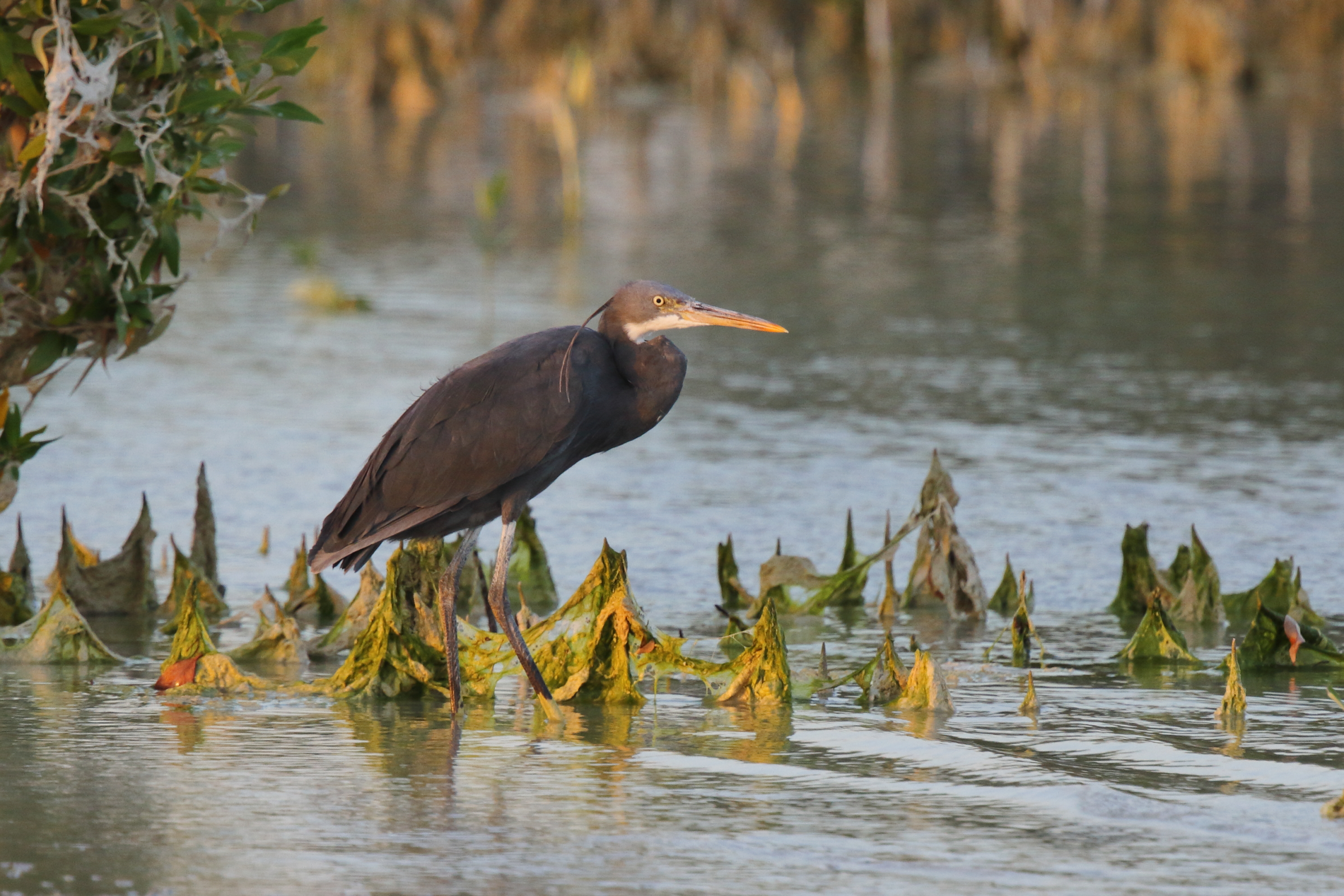 Western Reef Heron. Qatar, 15 October 2012 © Neil G. Morris.