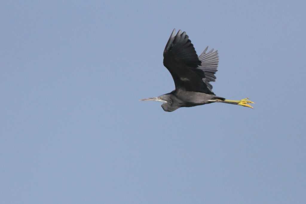 Western Reef Heron. Qatar, 31 October 2012 © Neil G. Morris.