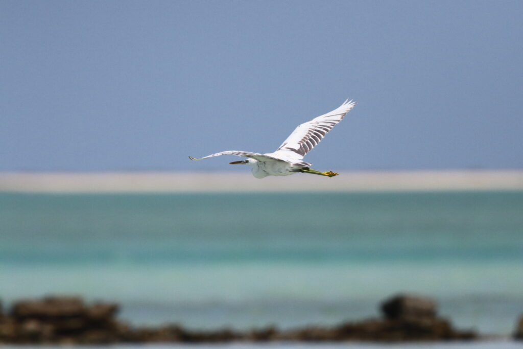 Western Reef Heron. Qatar, 02 November 2012 © Neil G. Morris.
