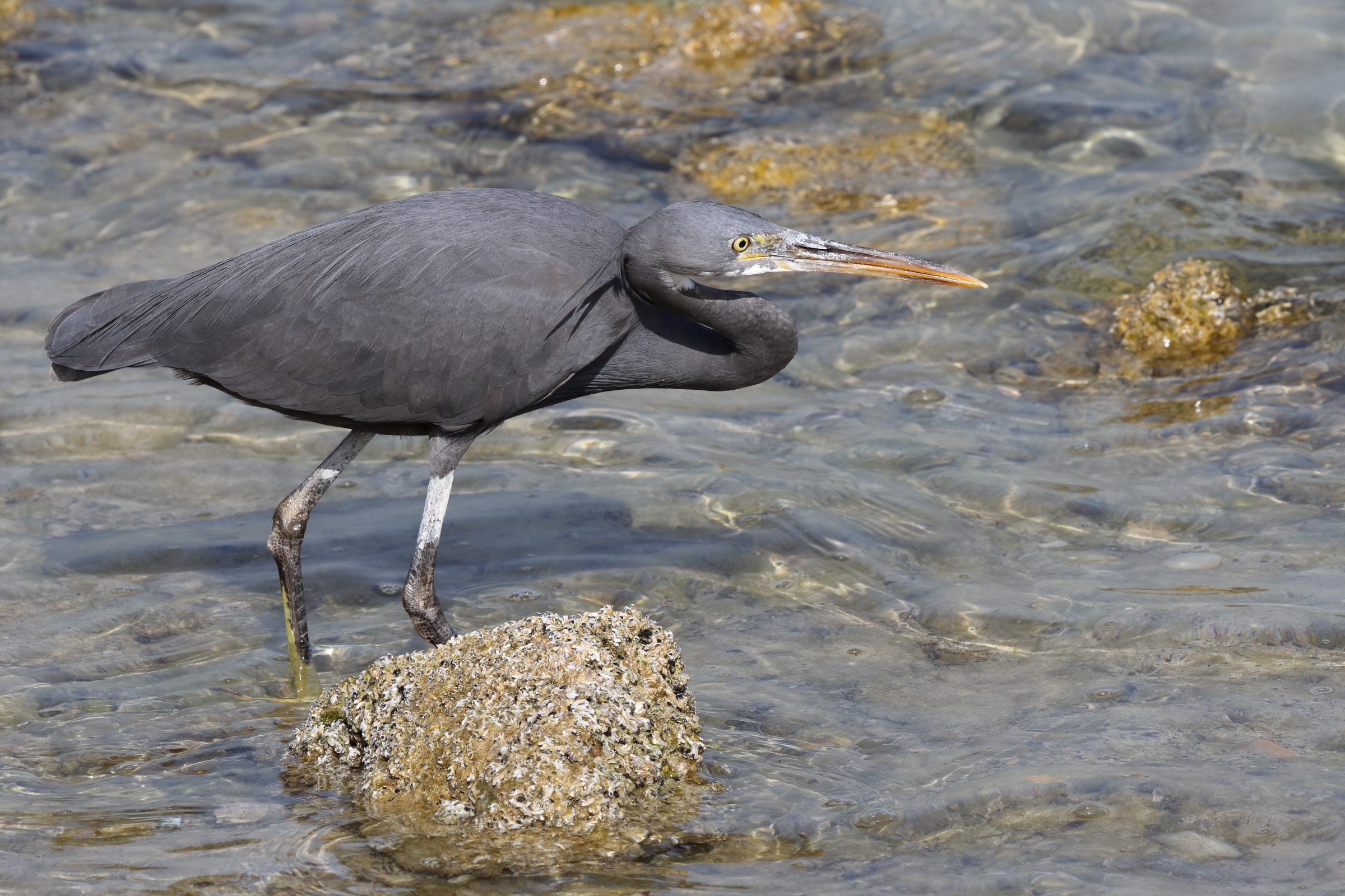 Western Reef Heron. Qatar, 24 January 2013 © Neil G. Morris.