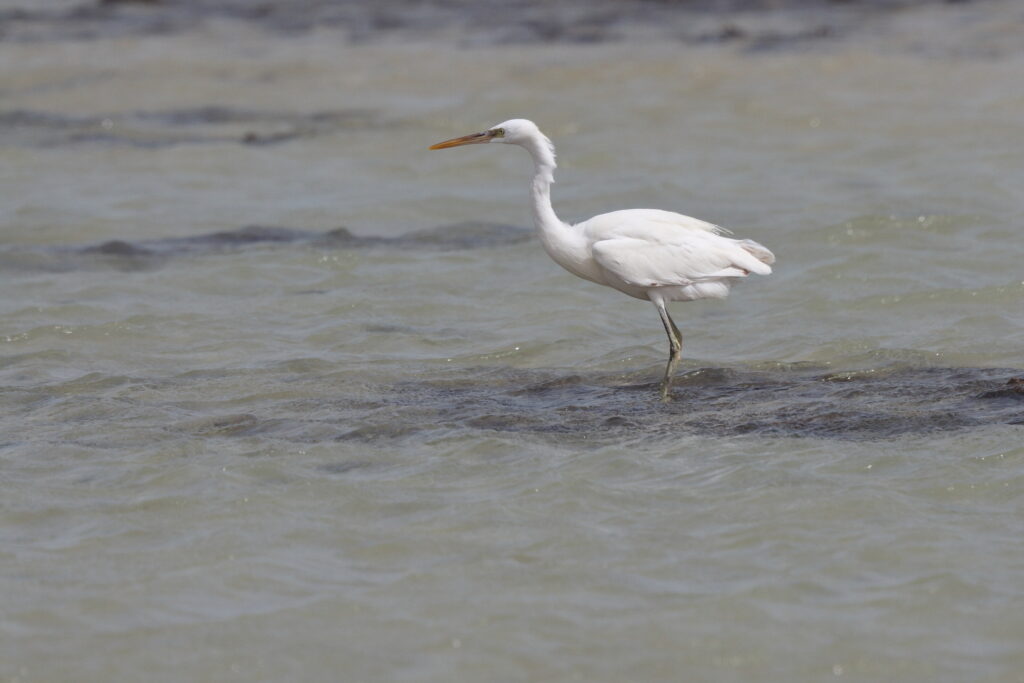 Western Reef Heron. Qatar, 07 March 2013 © Neil G. Morris.