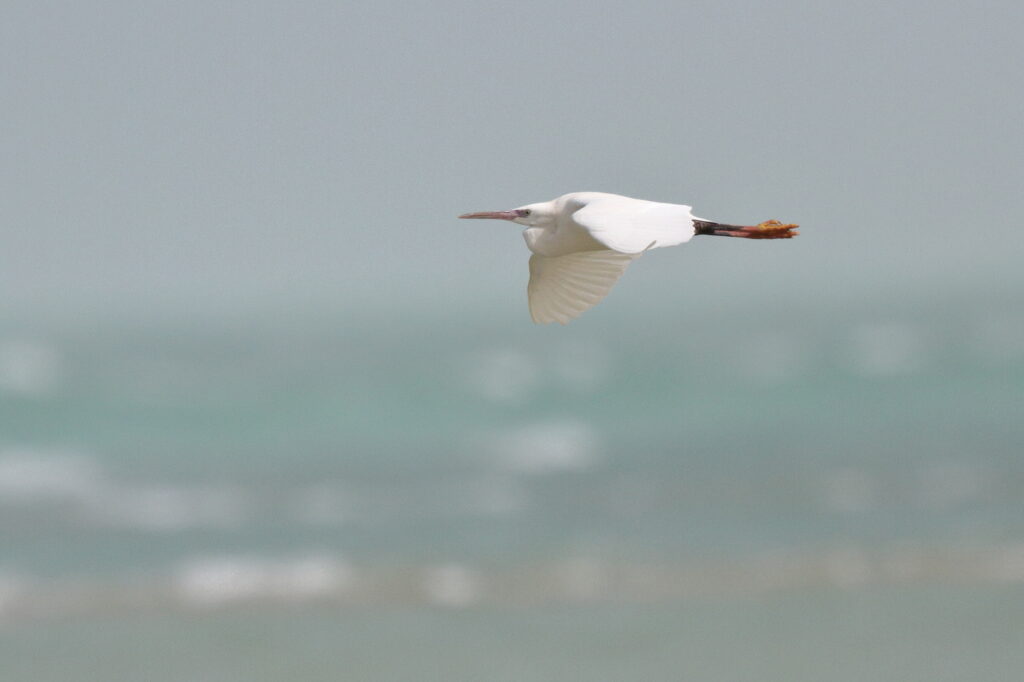 Western Reef Heron. Qatar, 07 March 2013 © Neil G. Morris.