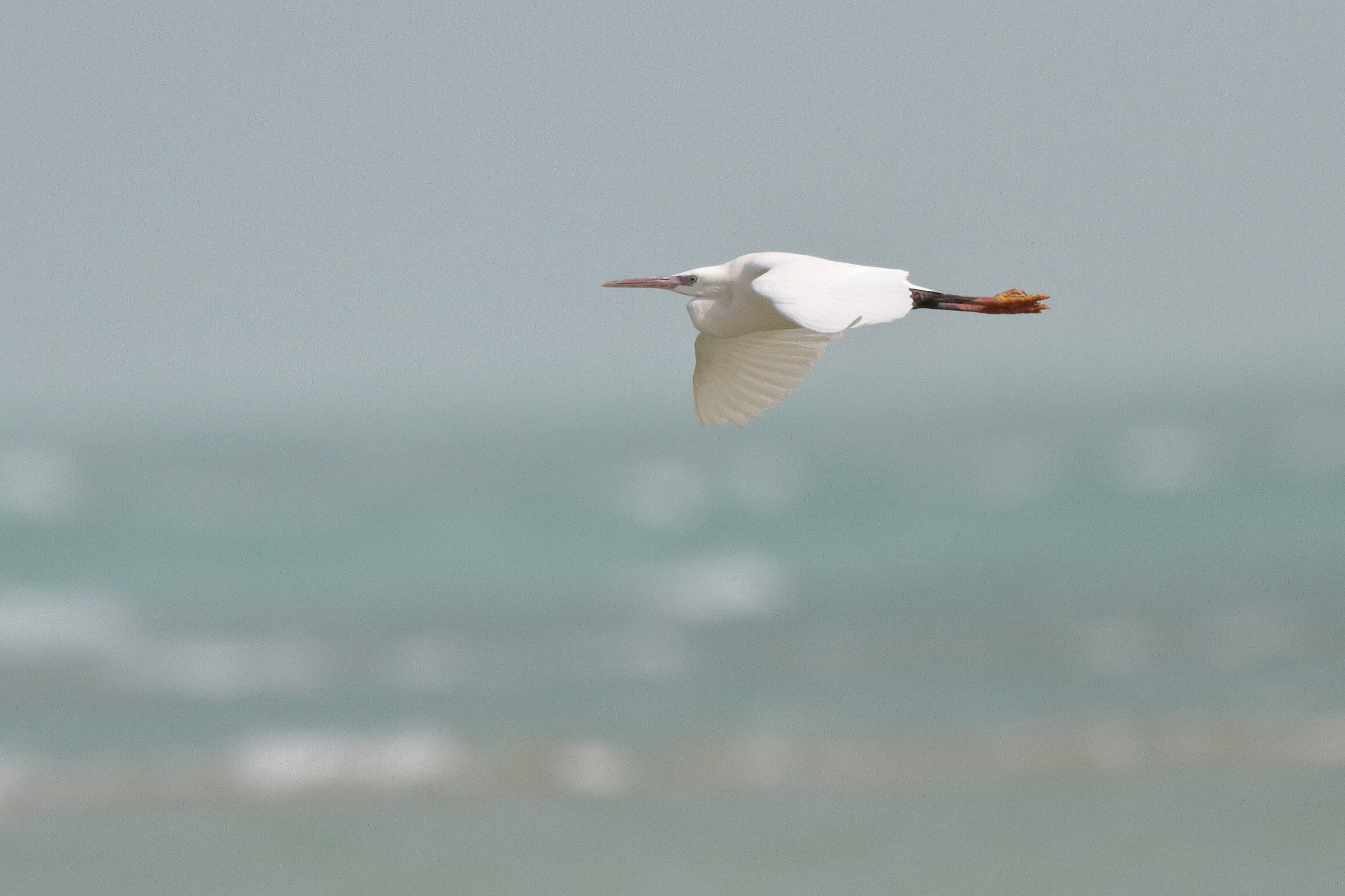 Western Reef Heron. Qatar, 07 March 2013 © Neil G. Morris.