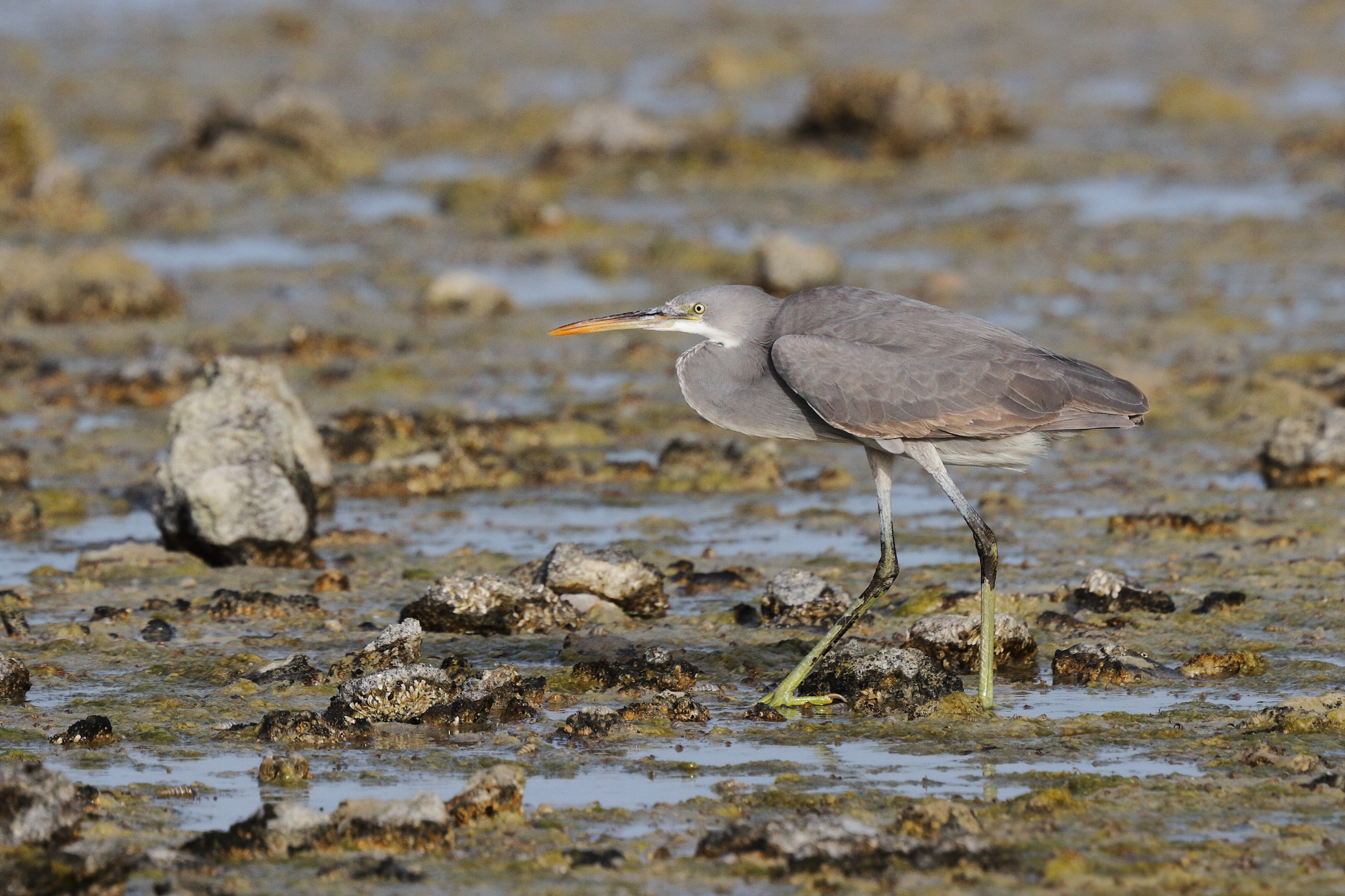 Western Reef Heron. Qatar, 07 March 2013 © Neil G. Morris.