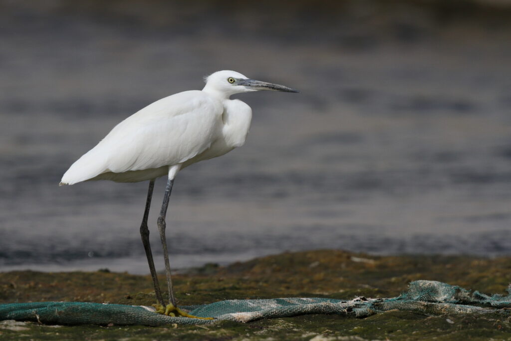 Western Reef Heron. Qatar, 11 March 2013 © Neil G. Morris.