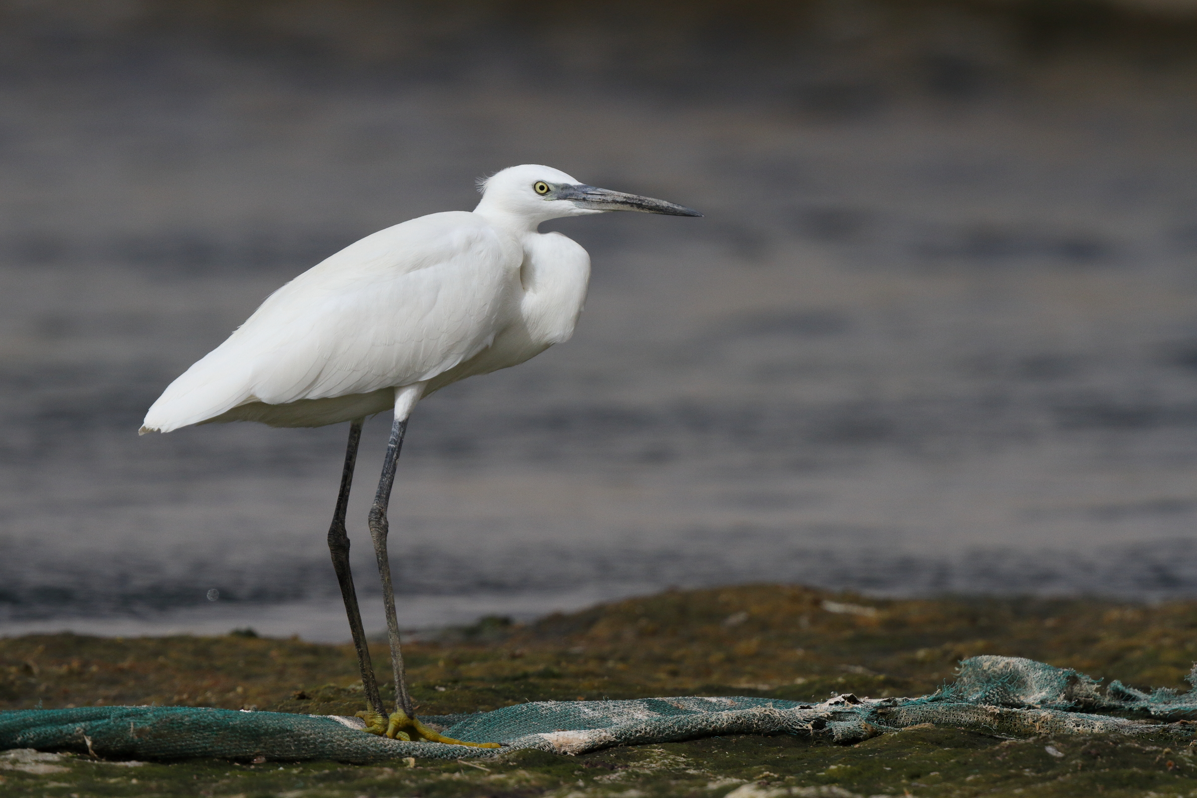 Western Reef Heron. Qatar, 11 March 2013 © Neil G. Morris.