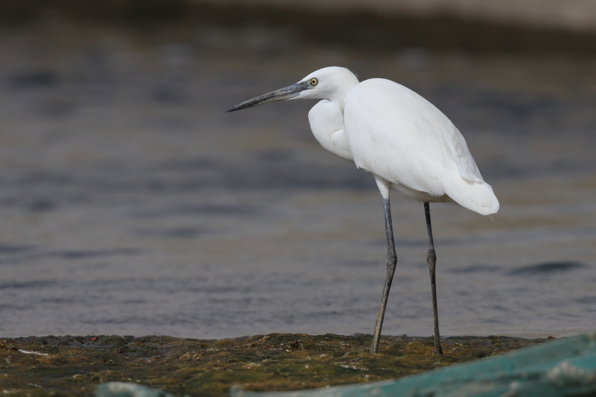 Western Reef Heron. Qatar, 11 March 2013 © Neil G. Morris.