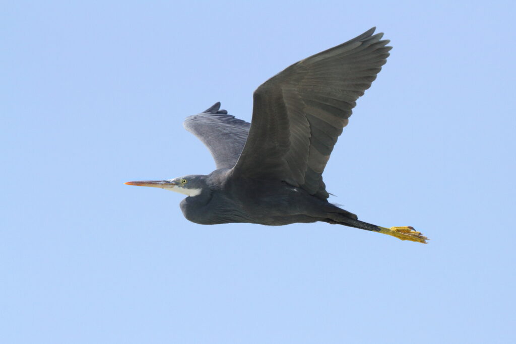 Western Reef Heron. Qatar, 23 January 2014 © Neil G. Morris.