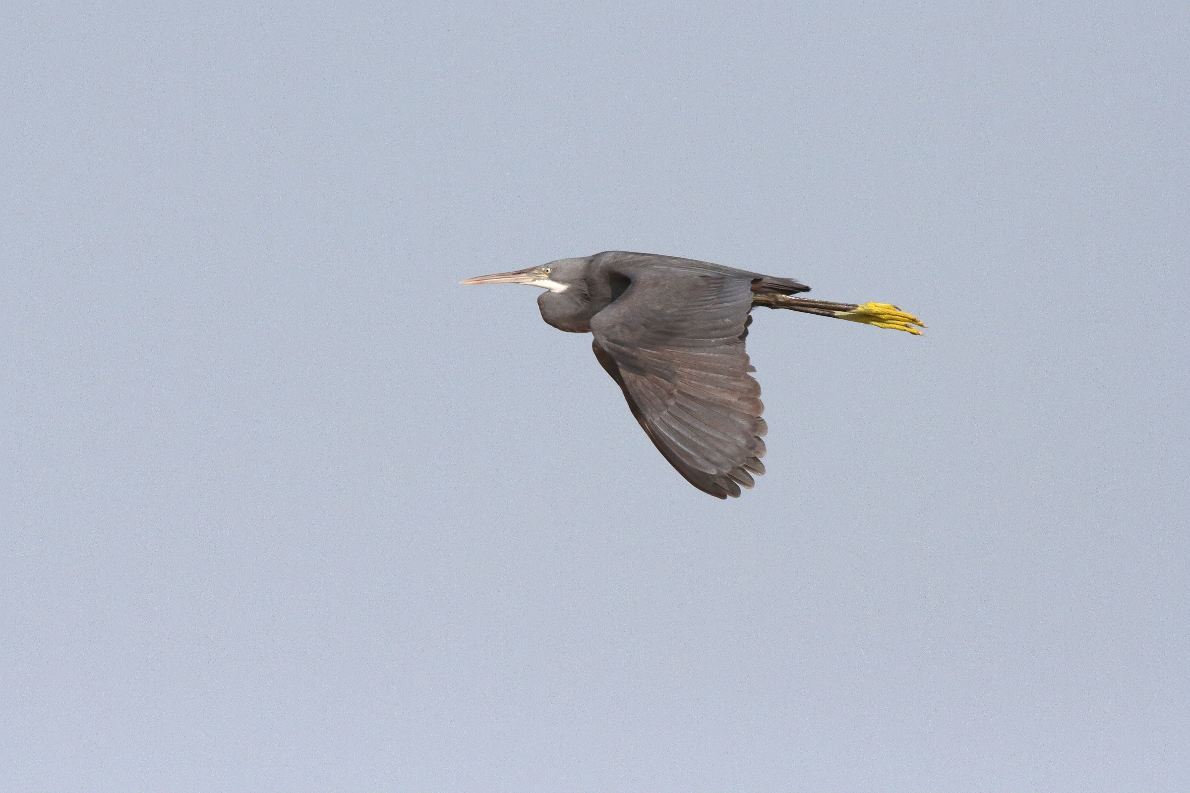 Western Reef Heron. Qatar, 01 July 2014 © Neil G. Morris.