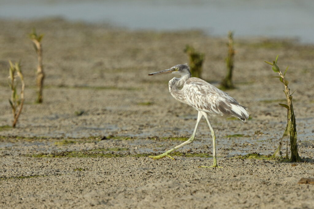 Western Reef Heron. Qatar, 01 July 2014 © Neil G. Morris.