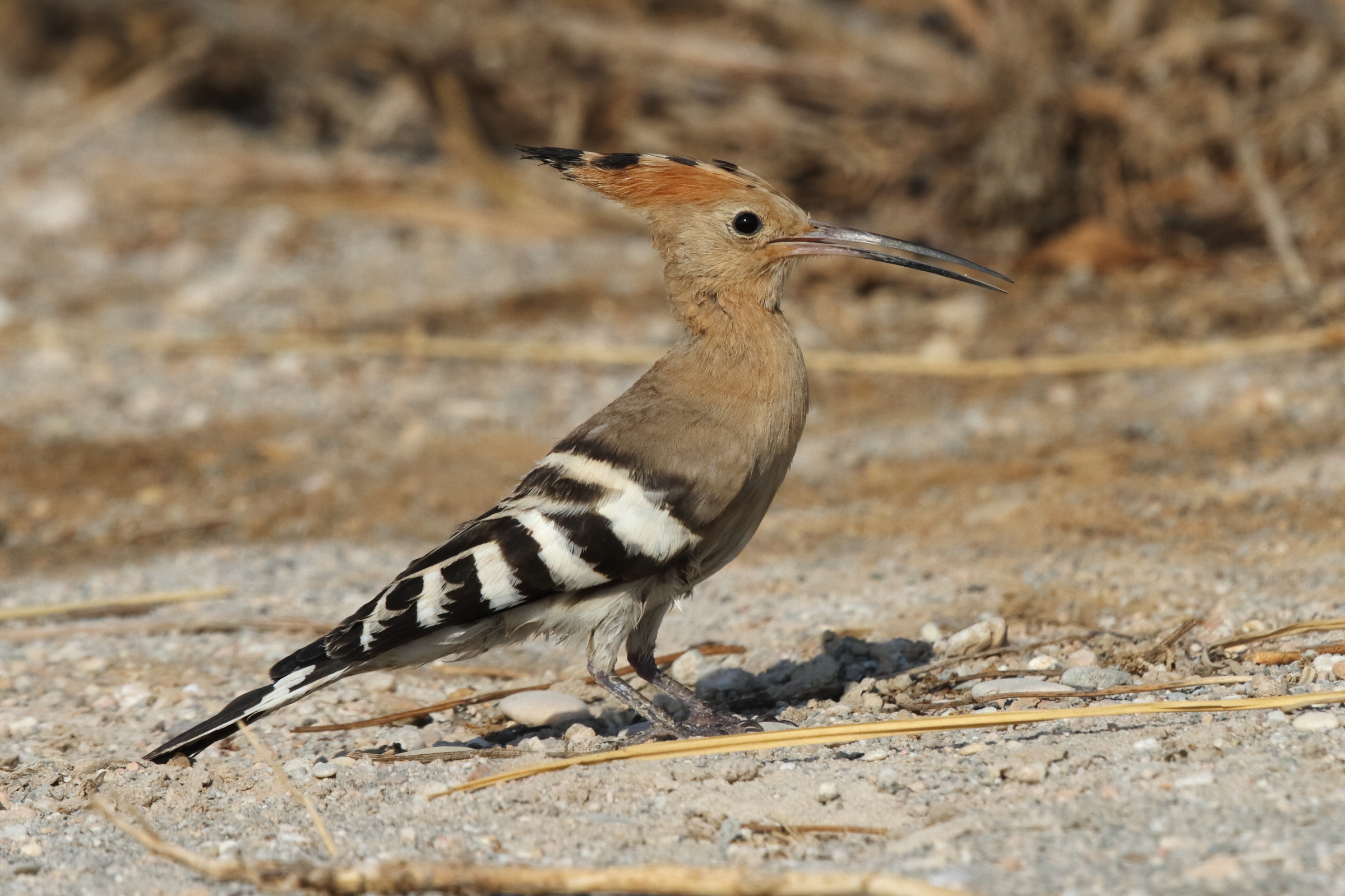 Eurasian Hoopoe. Qatar, 05 October 2012 © Neil G. Morris.