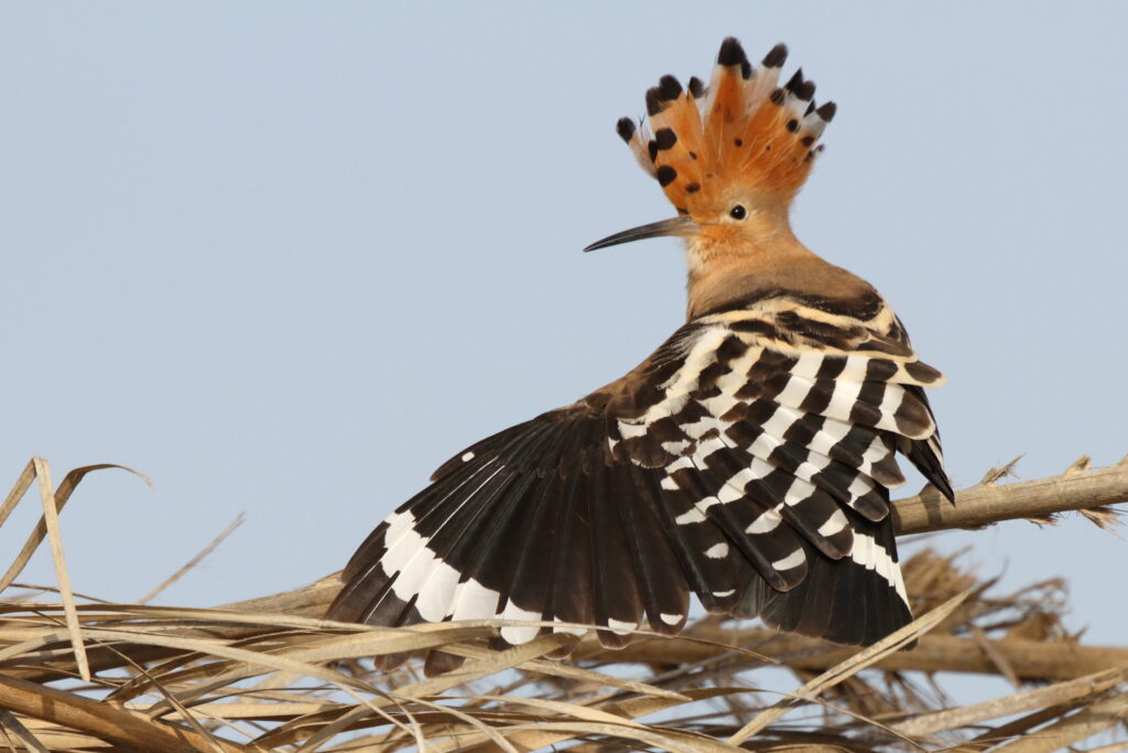 Eurasian Hoopoe. Qatar, 18 February 2013 © Neil G. Morris.