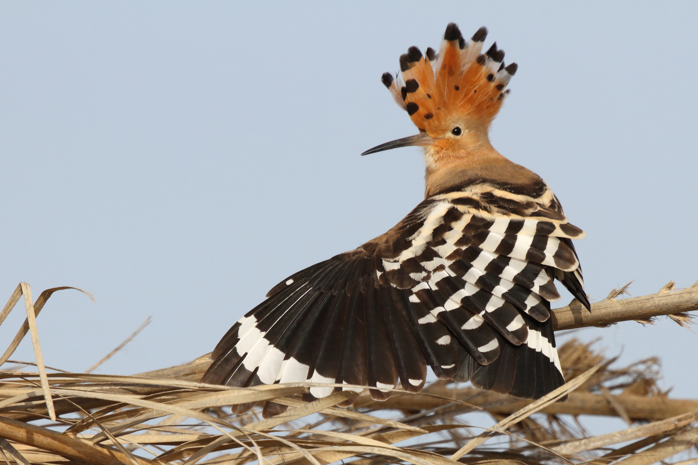 Eurasian Hoopoe. Qatar, 18 February 2013 © Neil G. Morris.