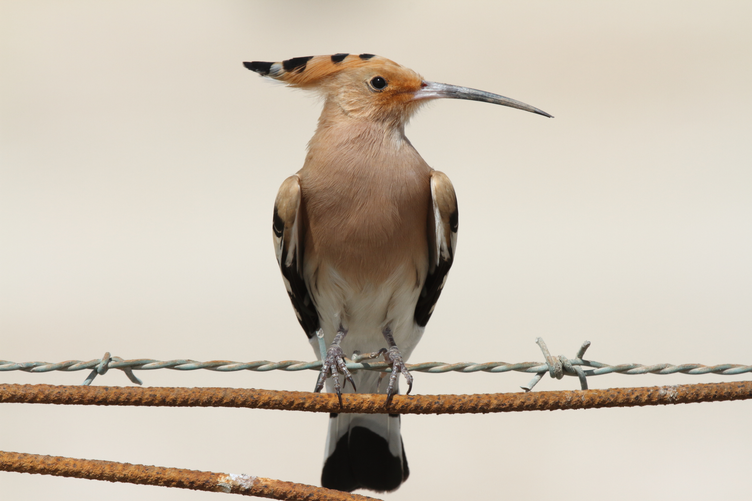 Eurasian Hoopoe. Qatar, 03 March 2013 © Neil G. Morris.