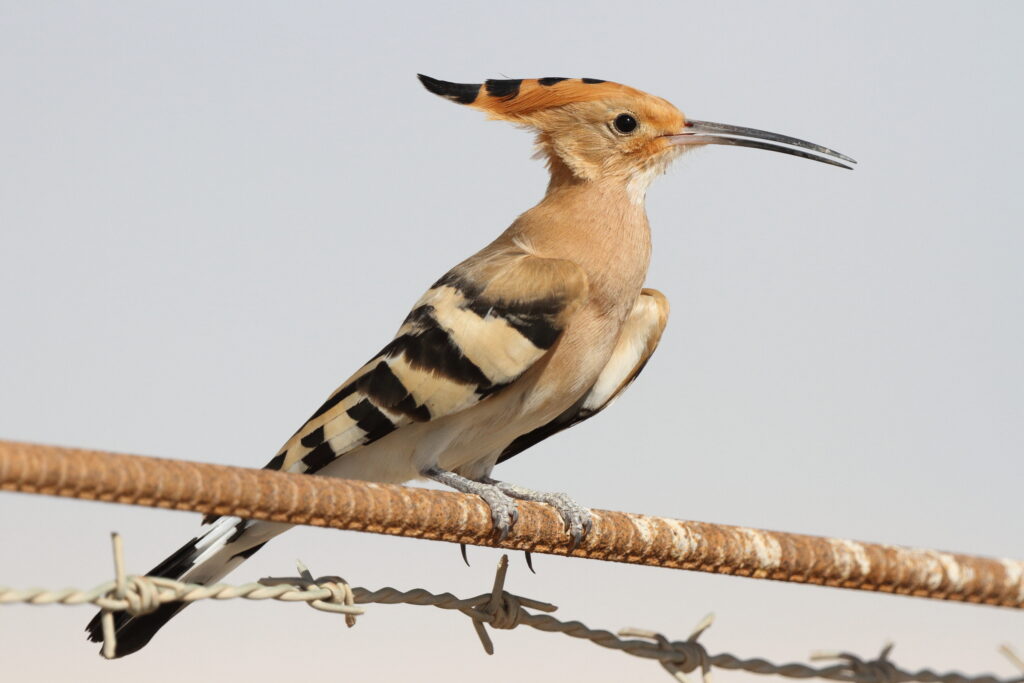 Eurasian Hoopoe. Qatar, 17 March 2013 © Neil G. Morris.