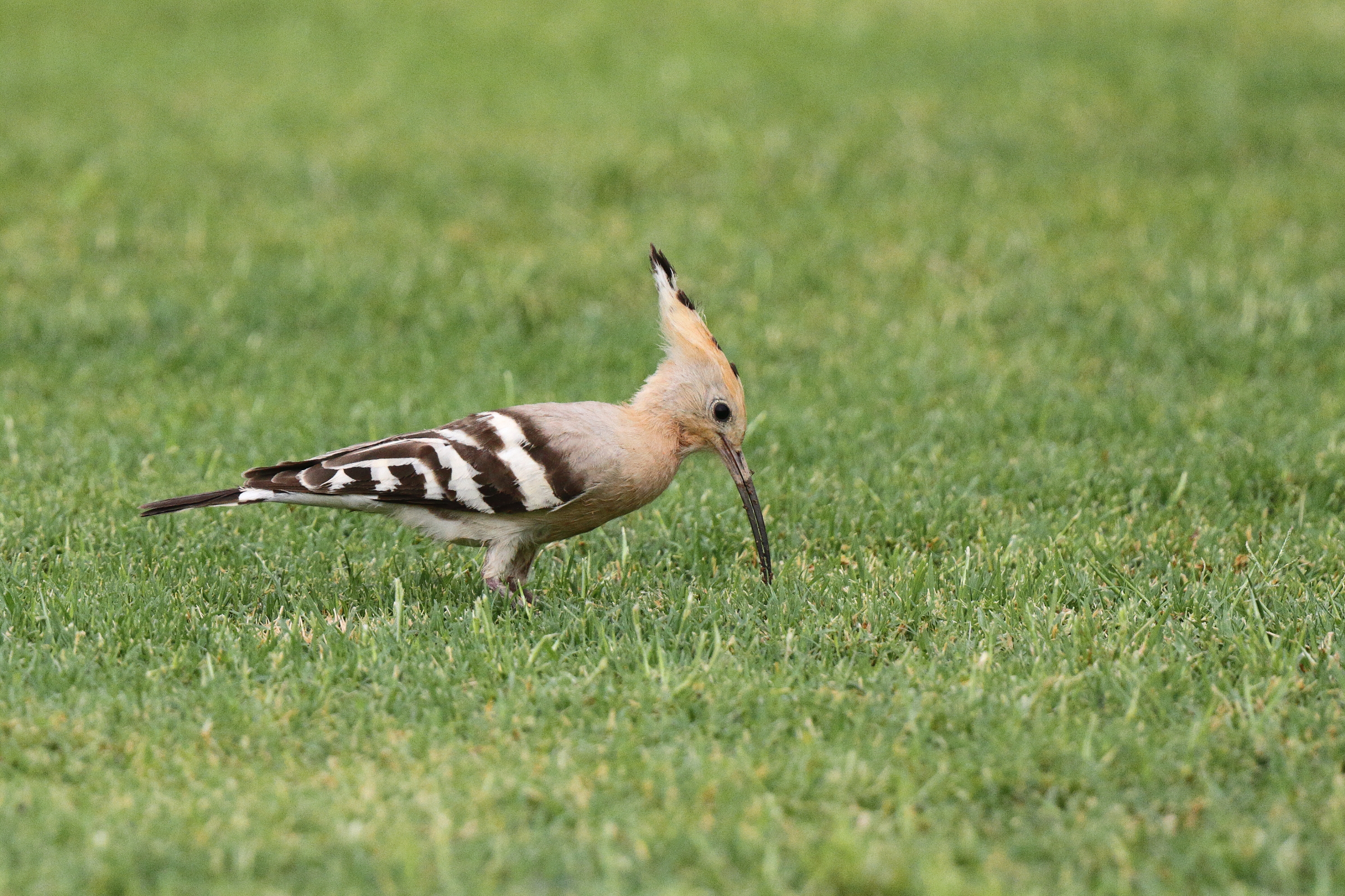Eurasian Hoopoe. Qatar, 14 April 2013 © Neil G. Morris.