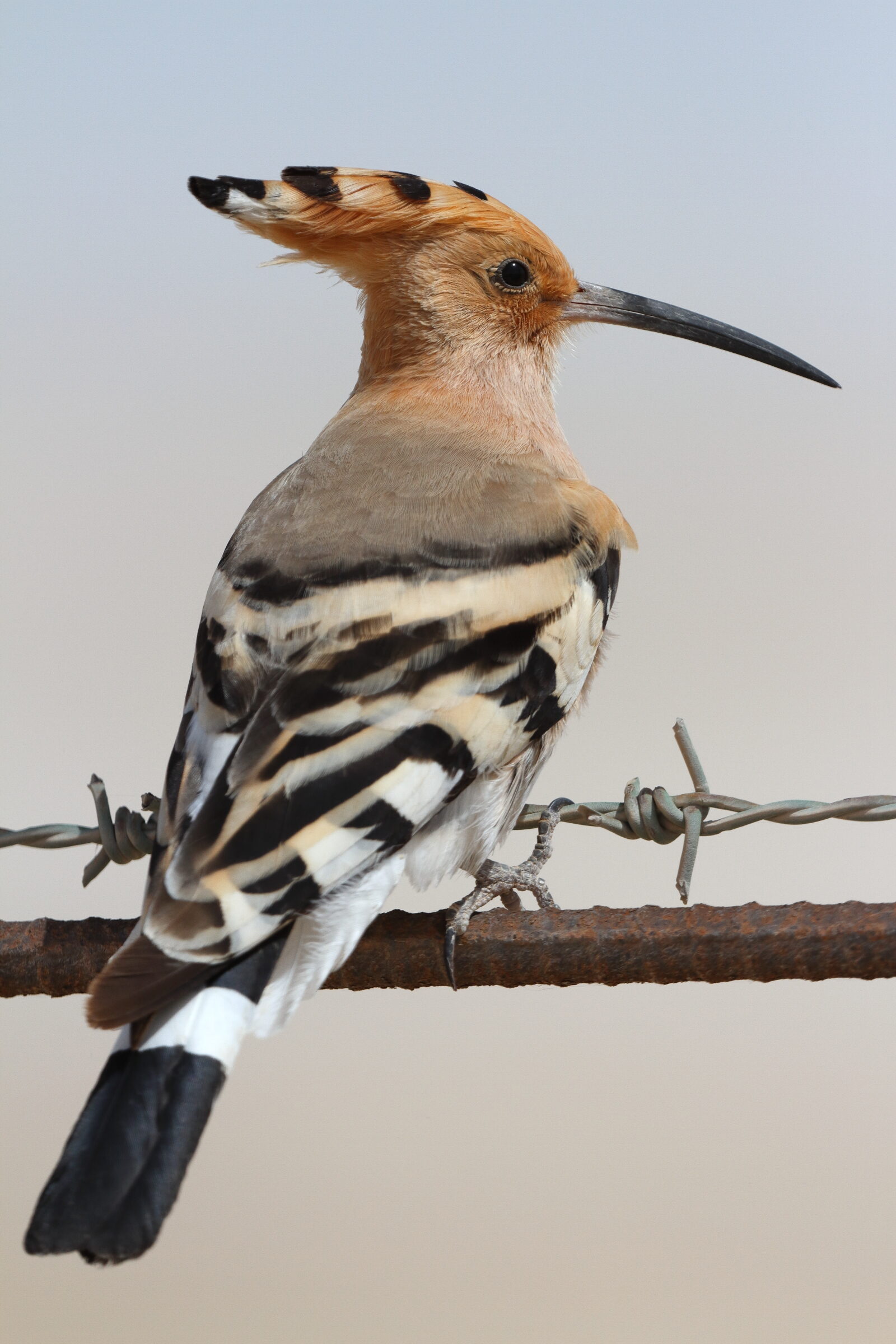 Eurasian Hoopoe. Qatar, 19 March 2014 © Neil G. Morris.