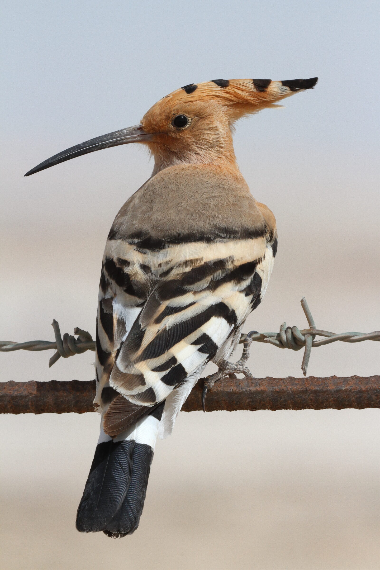Eurasian Hoopoe. Qatar, 19 March 2014 © Neil G. Morris.