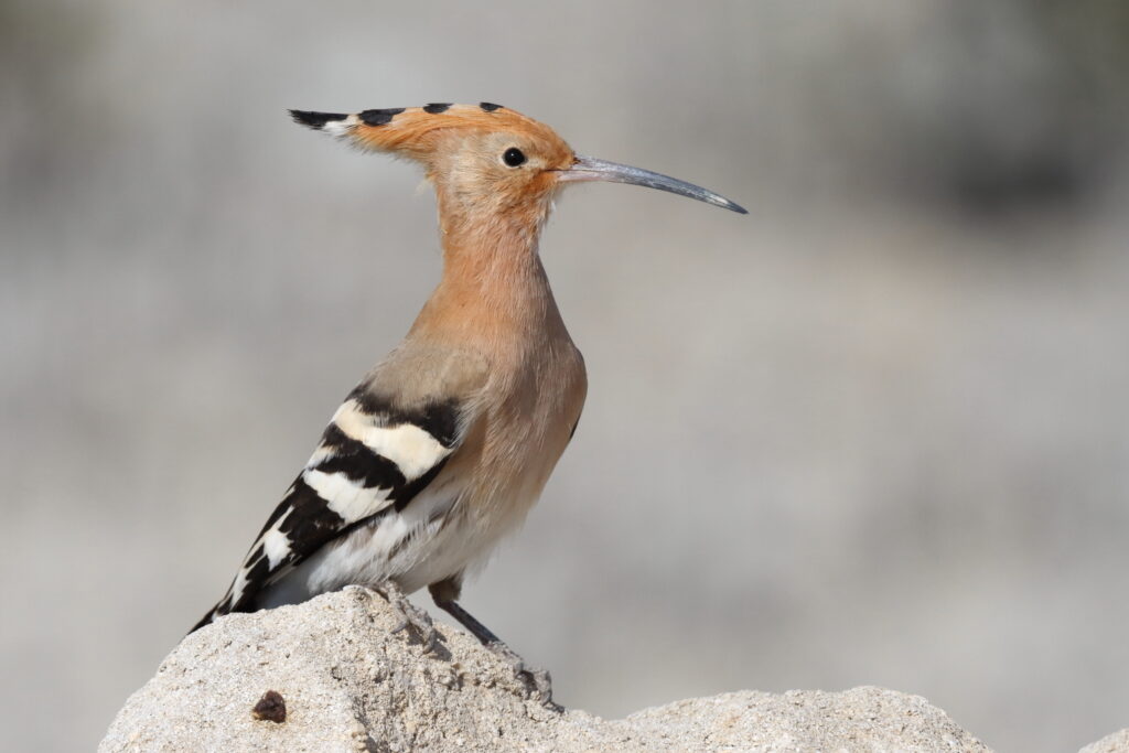 Eurasian Hoopoe. Qatar, 03 March 2016 © Neil G. Morris.