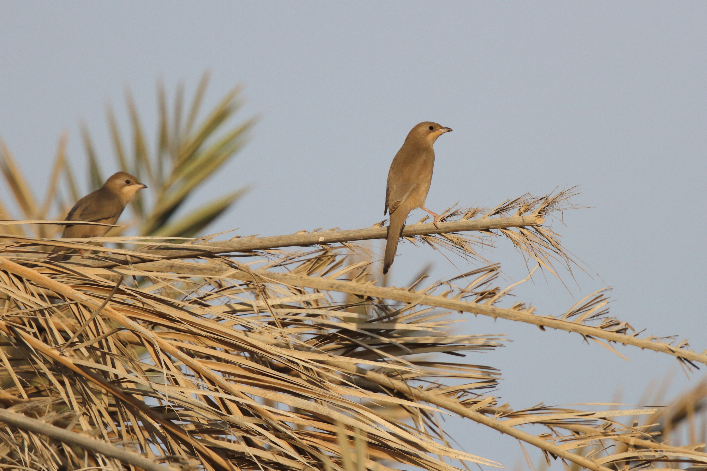 Hypocolius. Qatar, 14 November 2012 © Neil G. Morris.