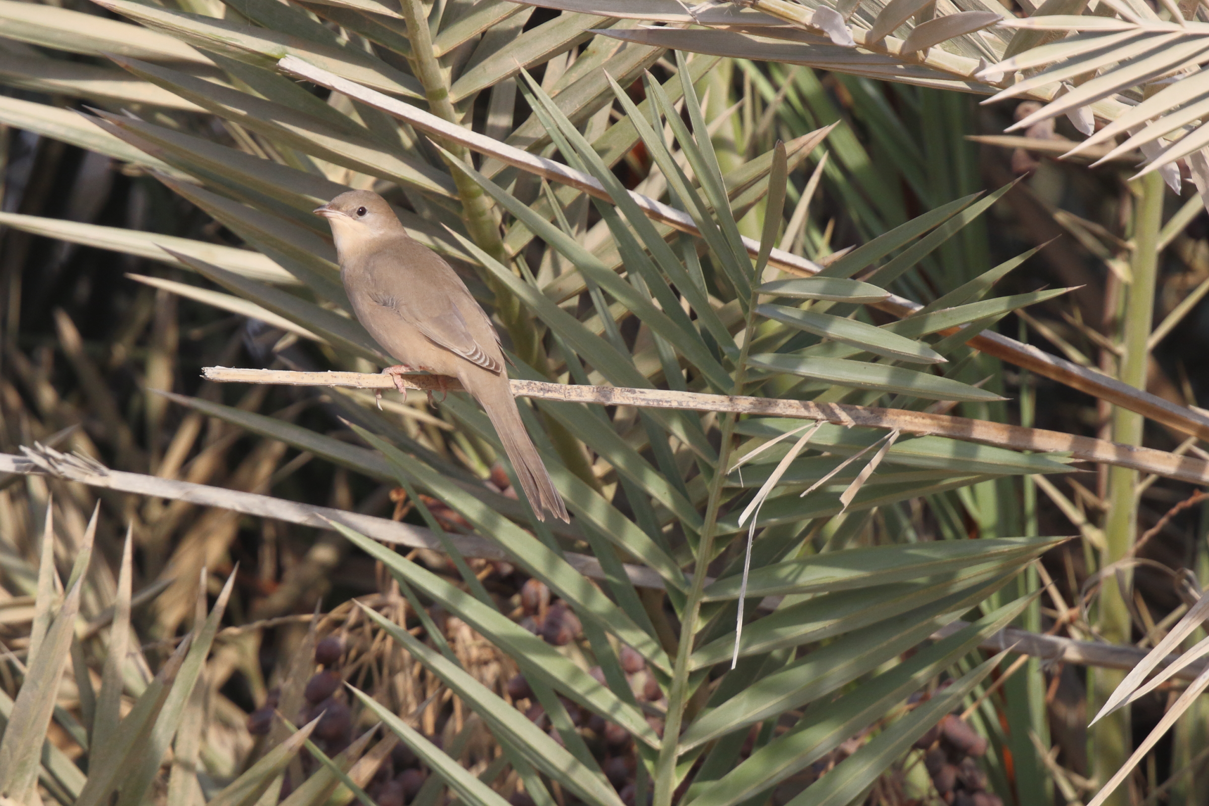Hypocolius. Qatar, 14 November 2012 © Neil G. Morris.