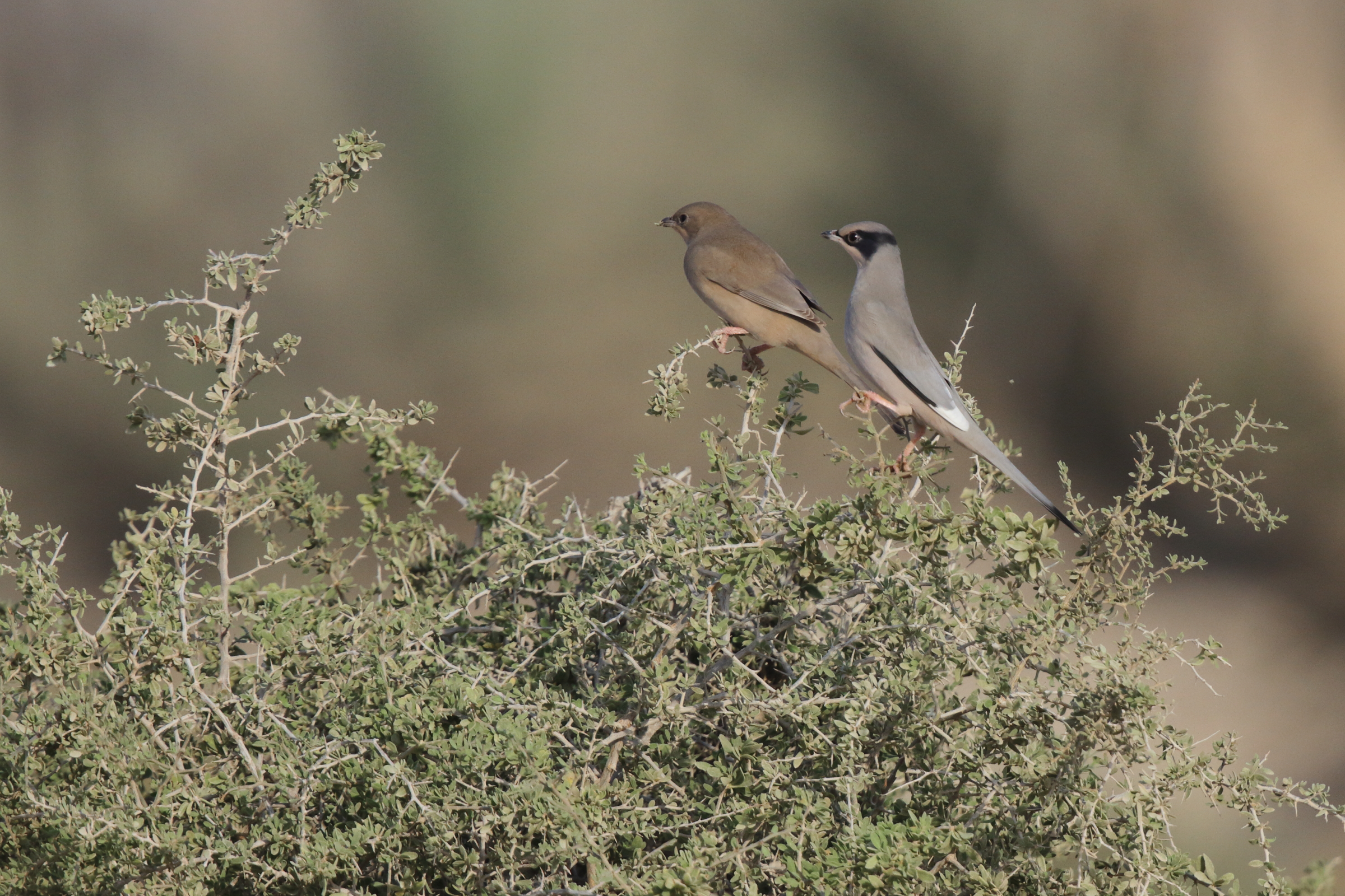 Hypocolius. Qatar, 14 November 2012 © Neil G. Morris.