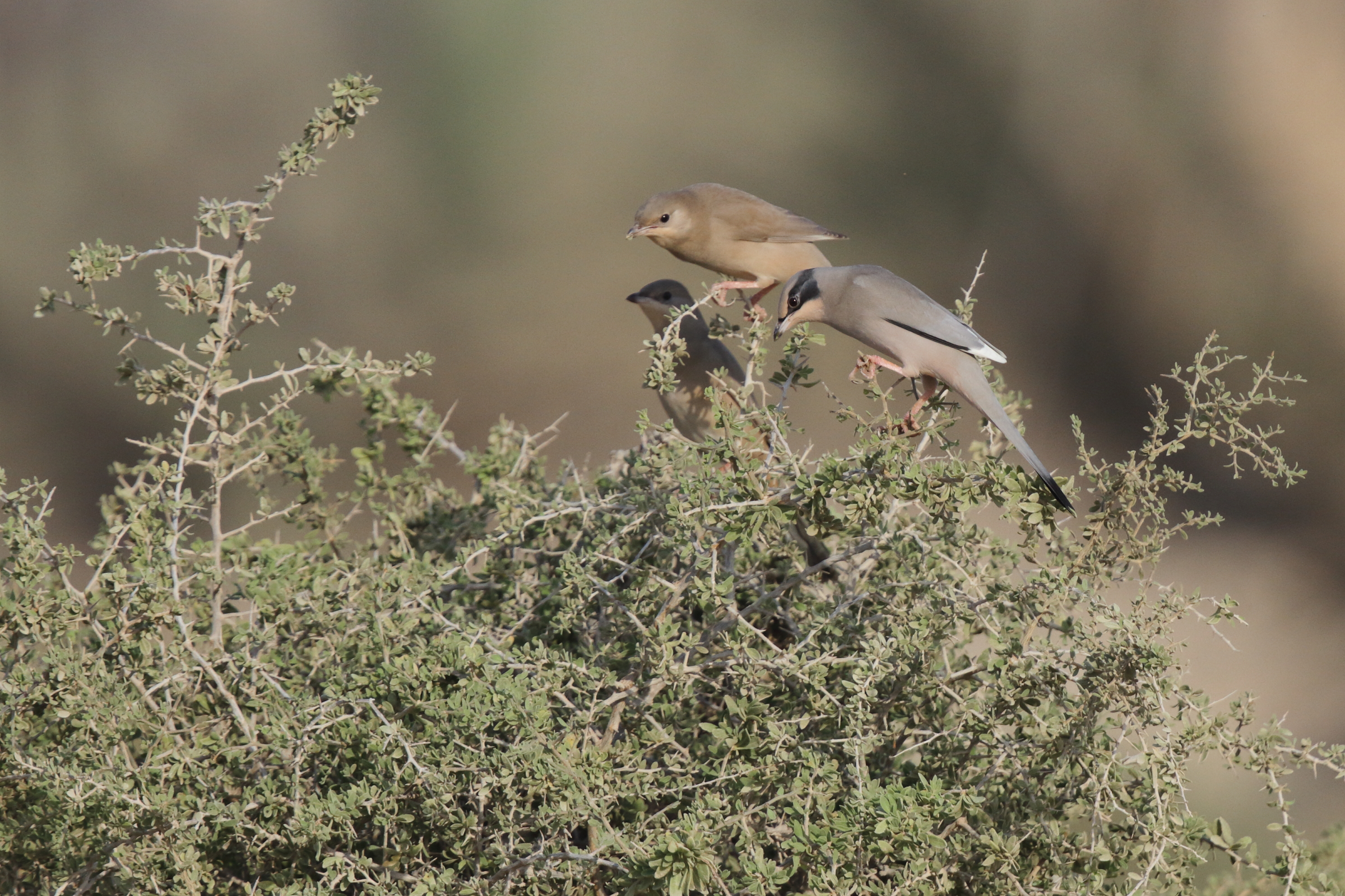 Hypocolius. Qatar, 14 November 2012 © Neil G. Morris.