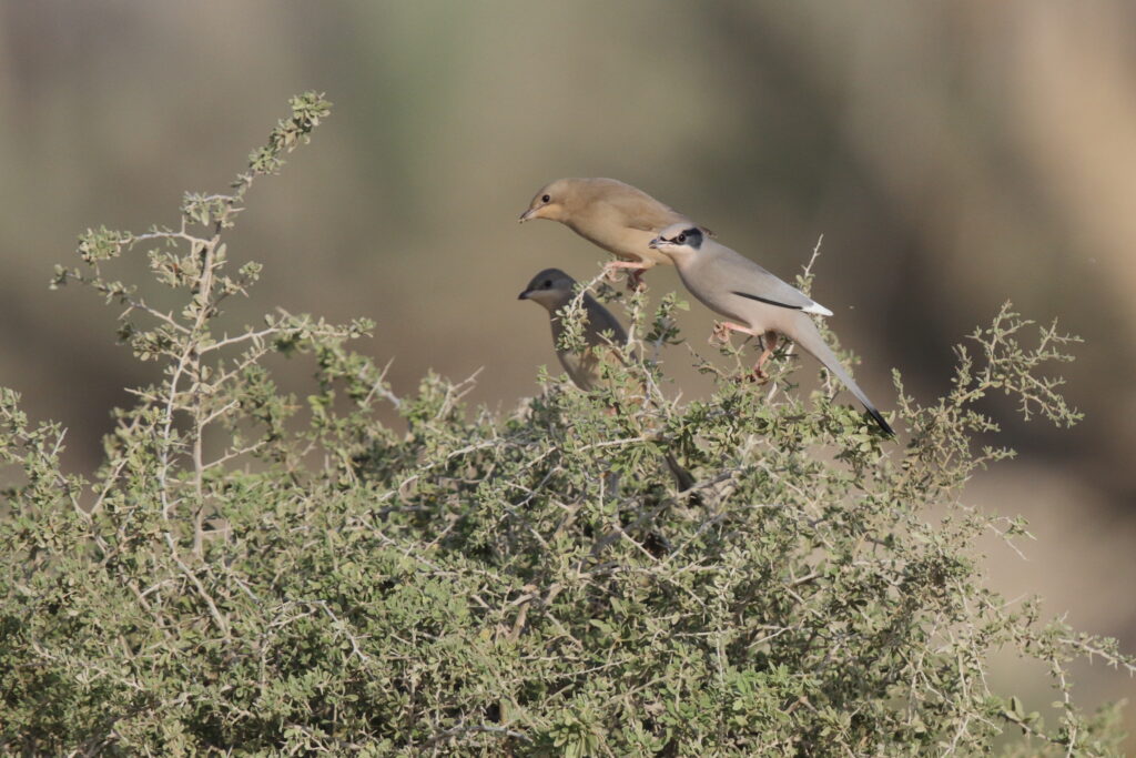 Hypocolius. Qatar, 14 November 2012 © Neil G. Morris.