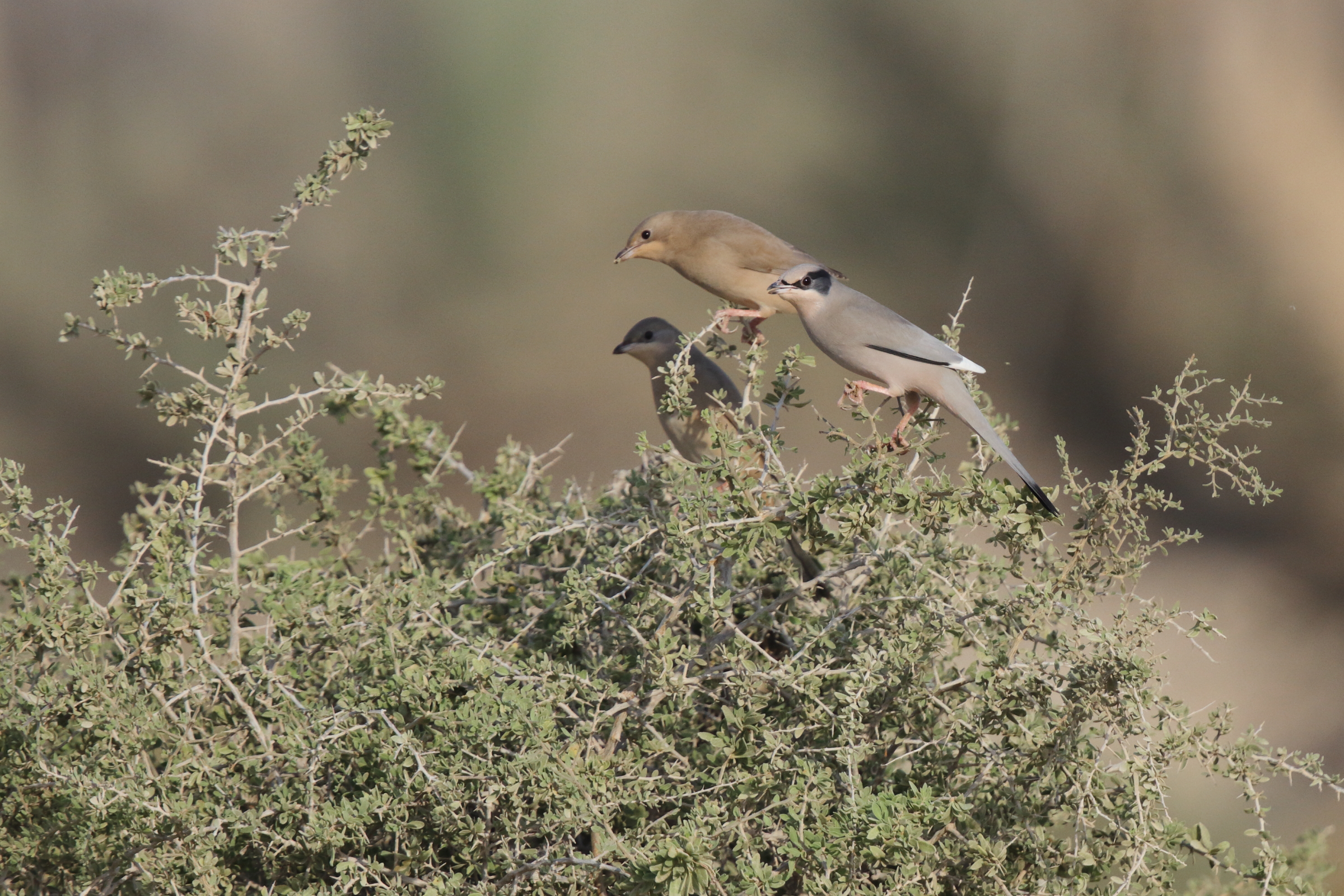 Hypocolius. Qatar, 14 November 2012 © Neil G. Morris.