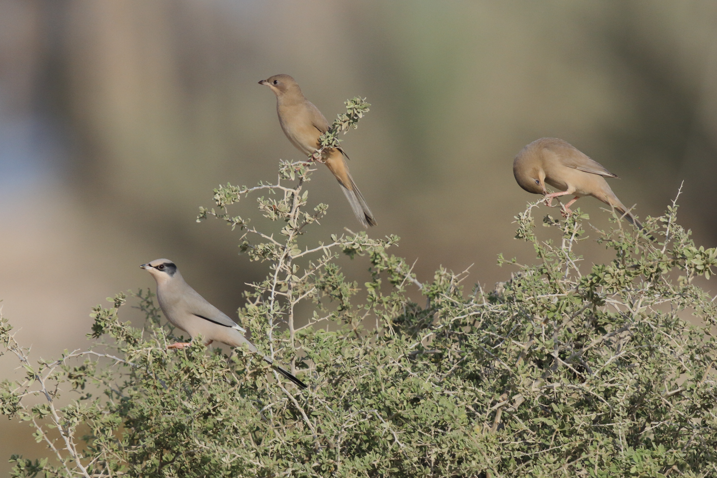 Hypocolius. Qatar, 14 November 2012 © Neil G. Morris.