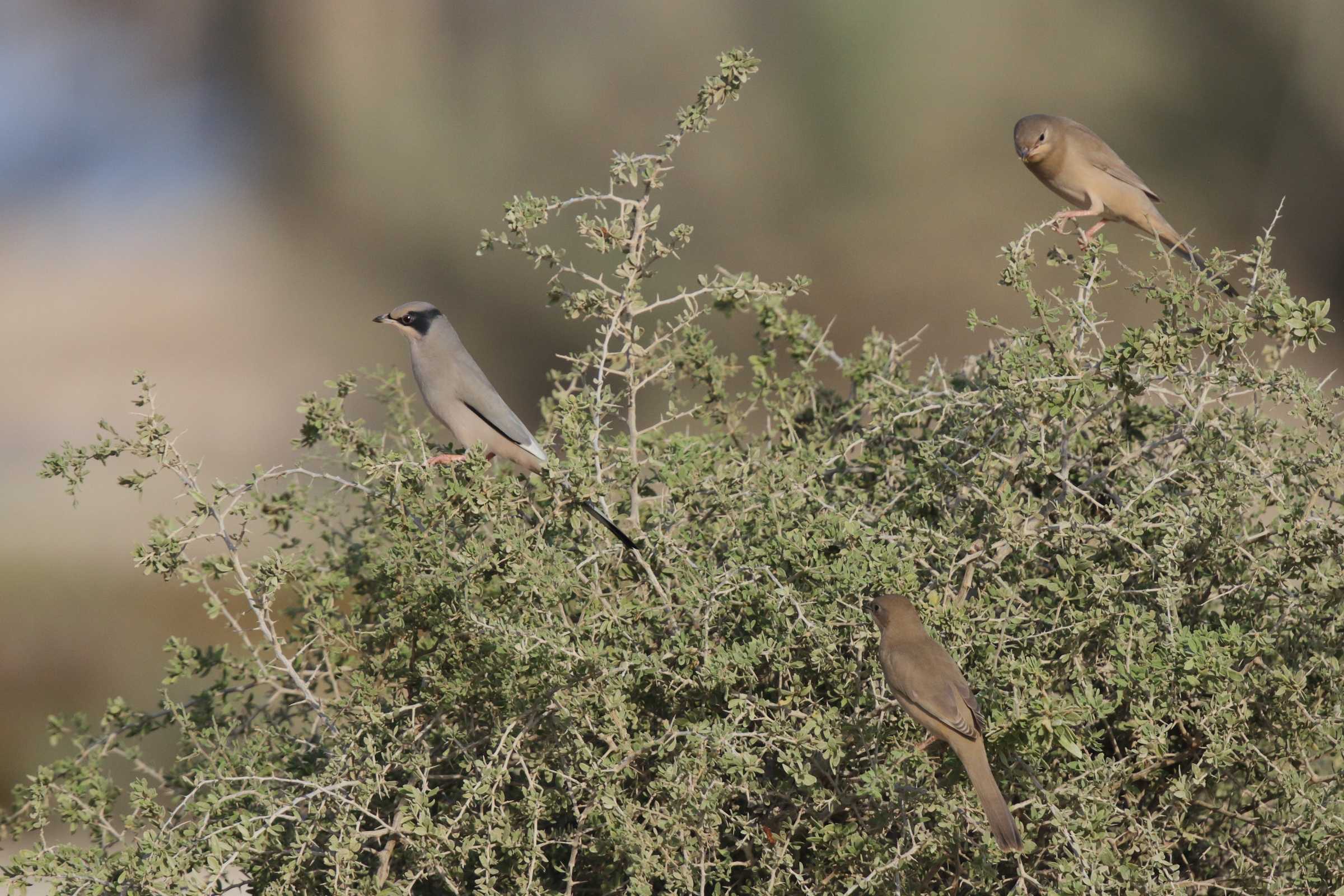 Hypocolius. Qatar, 14 November 2012 © Neil G. Morris.