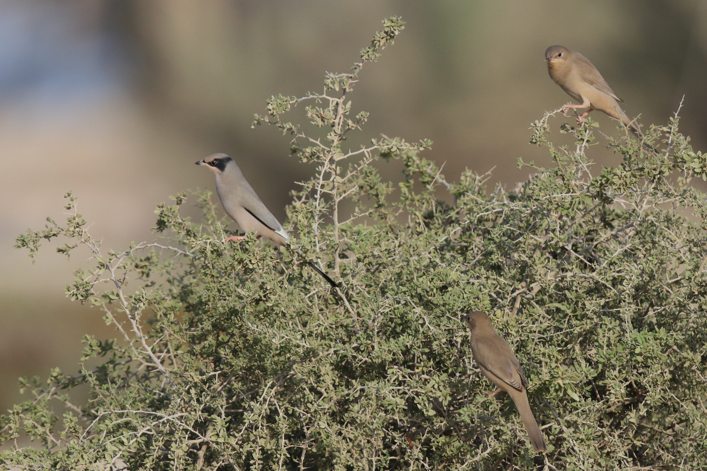 Hypocolius. Qatar, 14 November 2012 © Neil G. Morris.