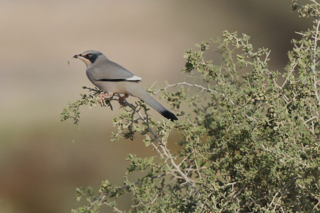 Hypocolius. Qatar, 14 November 2012 © Neil G. Morris.