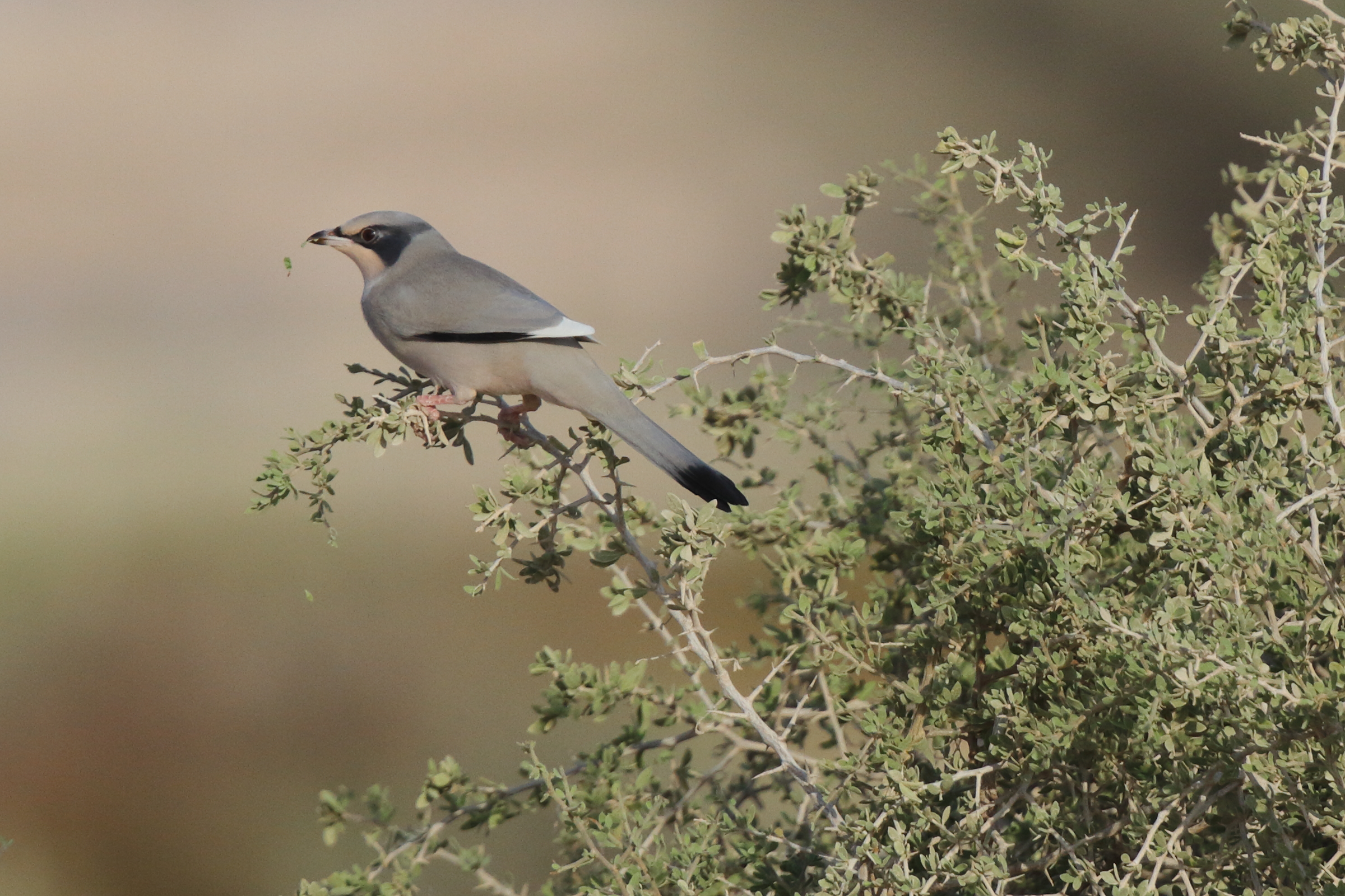 Hypocolius. Qatar, 14 November 2012 © Neil G. Morris.