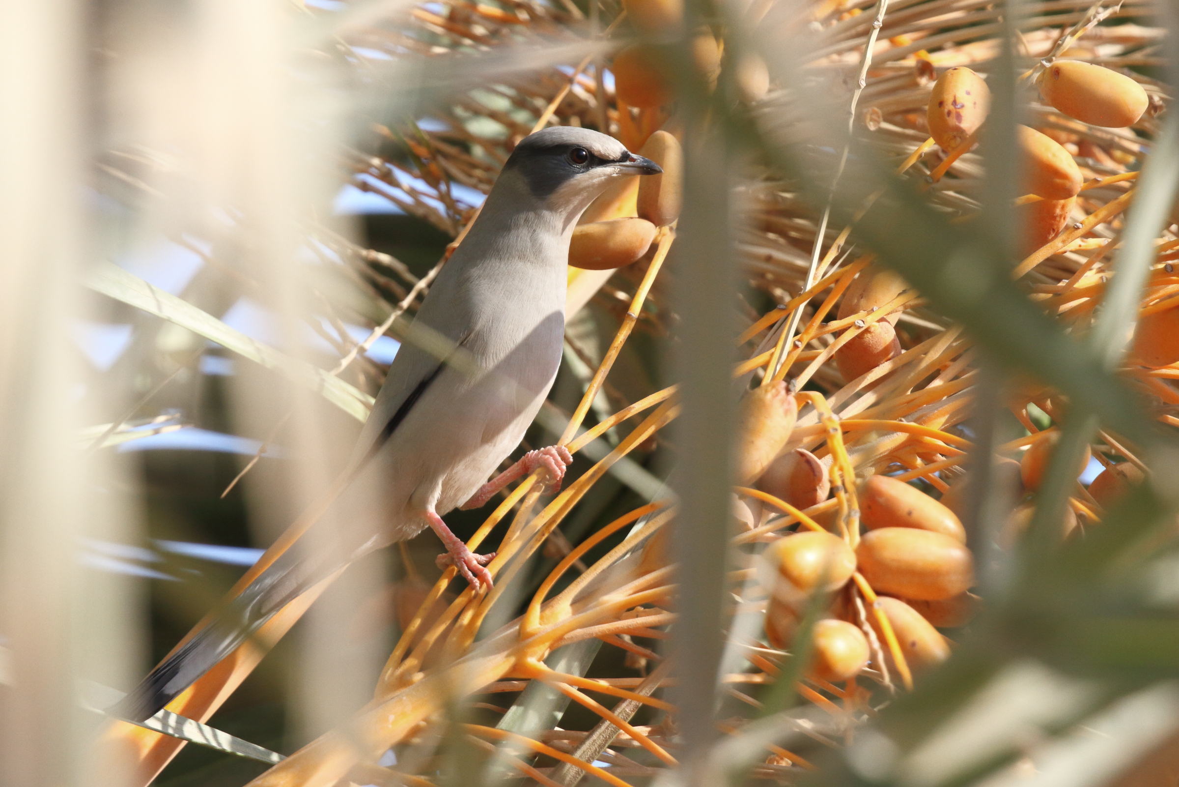 Hypocolius. Qatar, 14 November 2012 © Neil G. Morris.