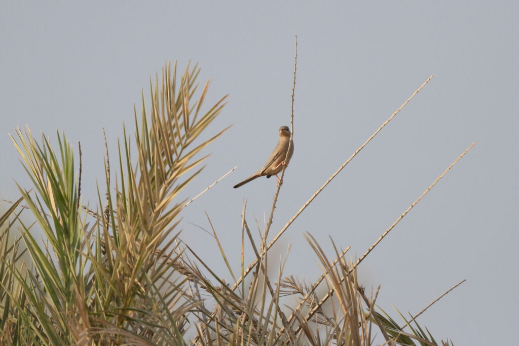 Hypocolius. Qatar, 05 November 2013 © Neil G. Morris.