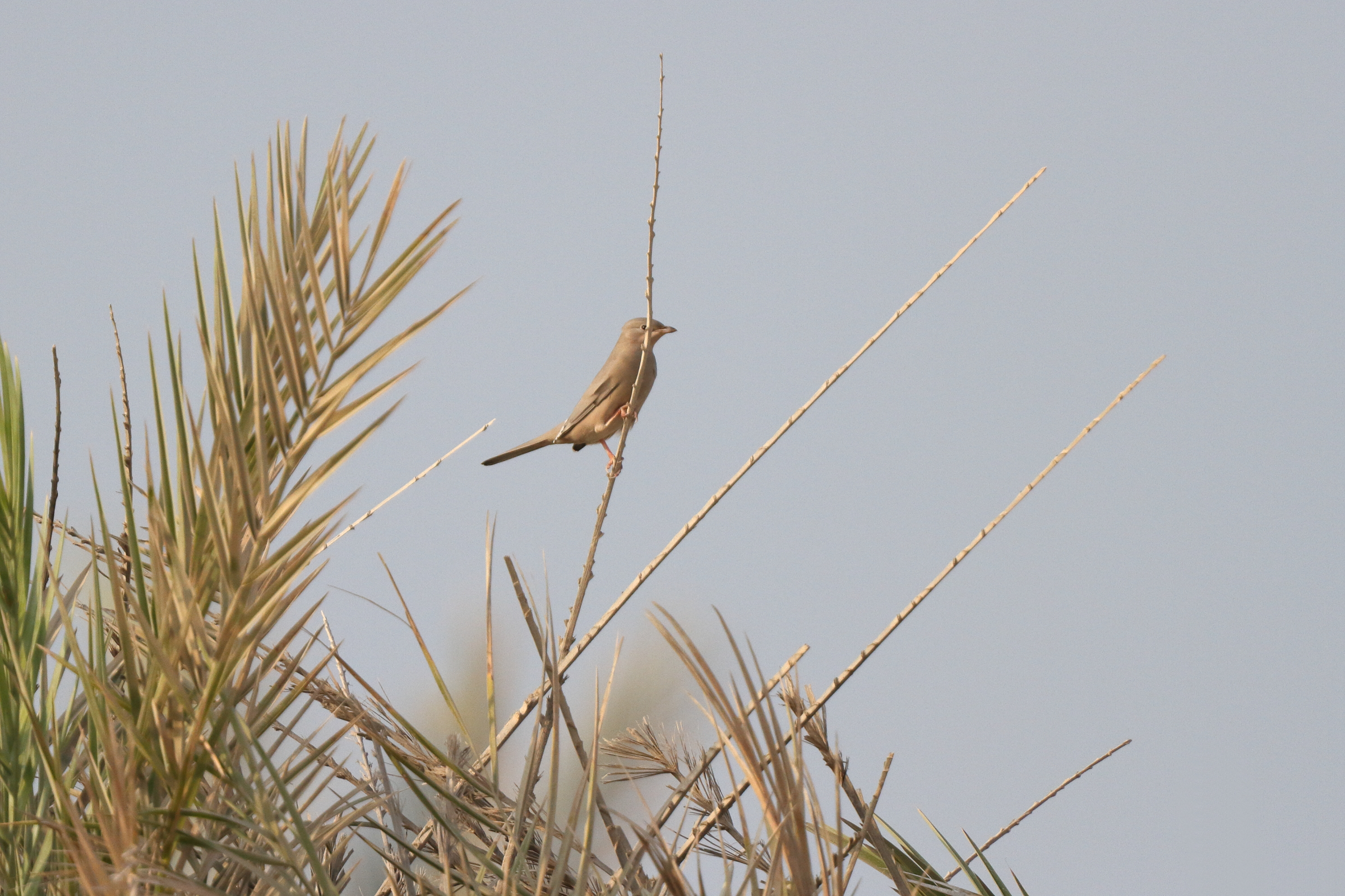 Hypocolius. Qatar, 05 November 2013 © Neil G. Morris.