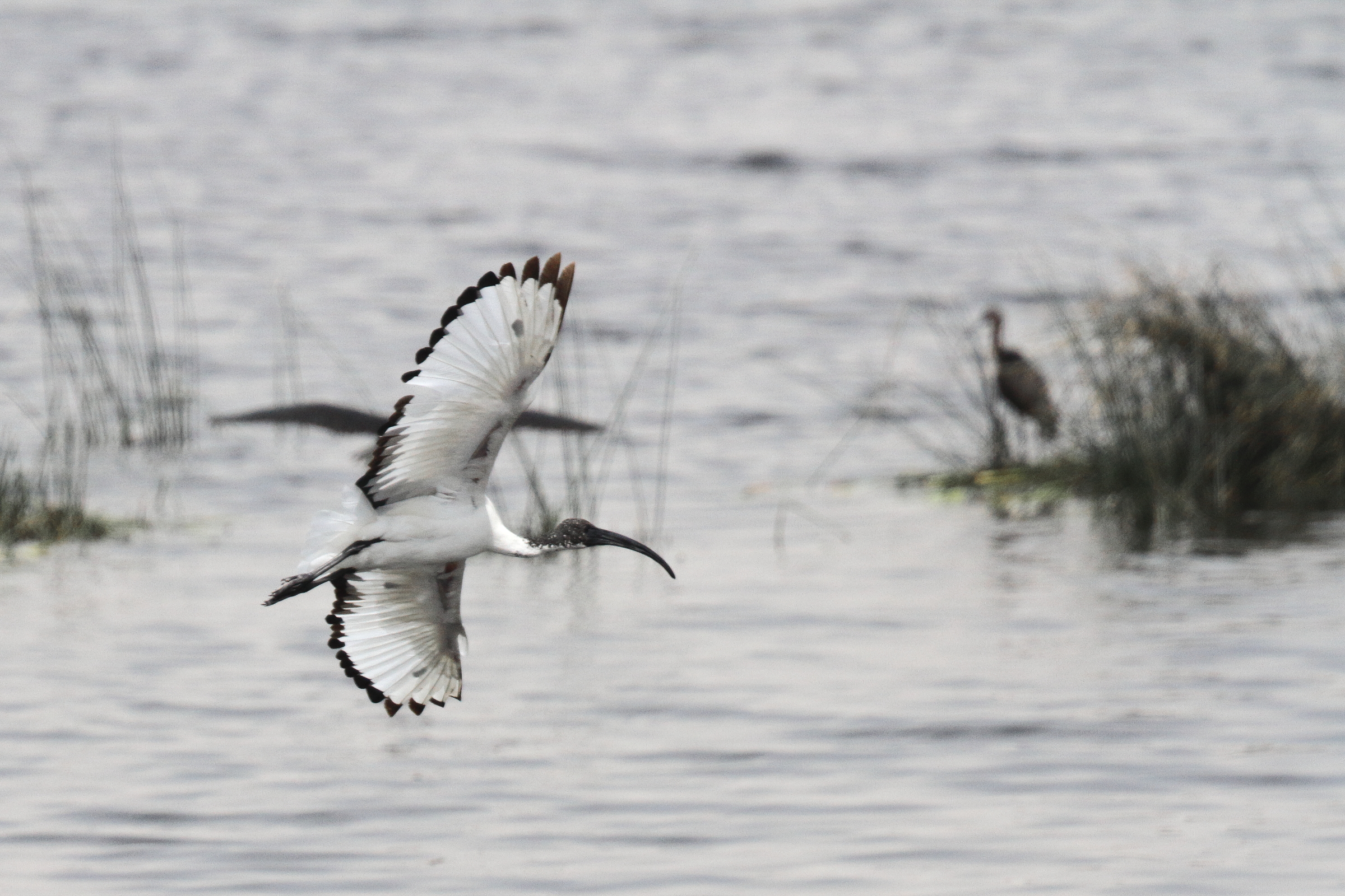 African Sacred Ibis. Qatar, 20 March 2013 © Neil G. Morris.