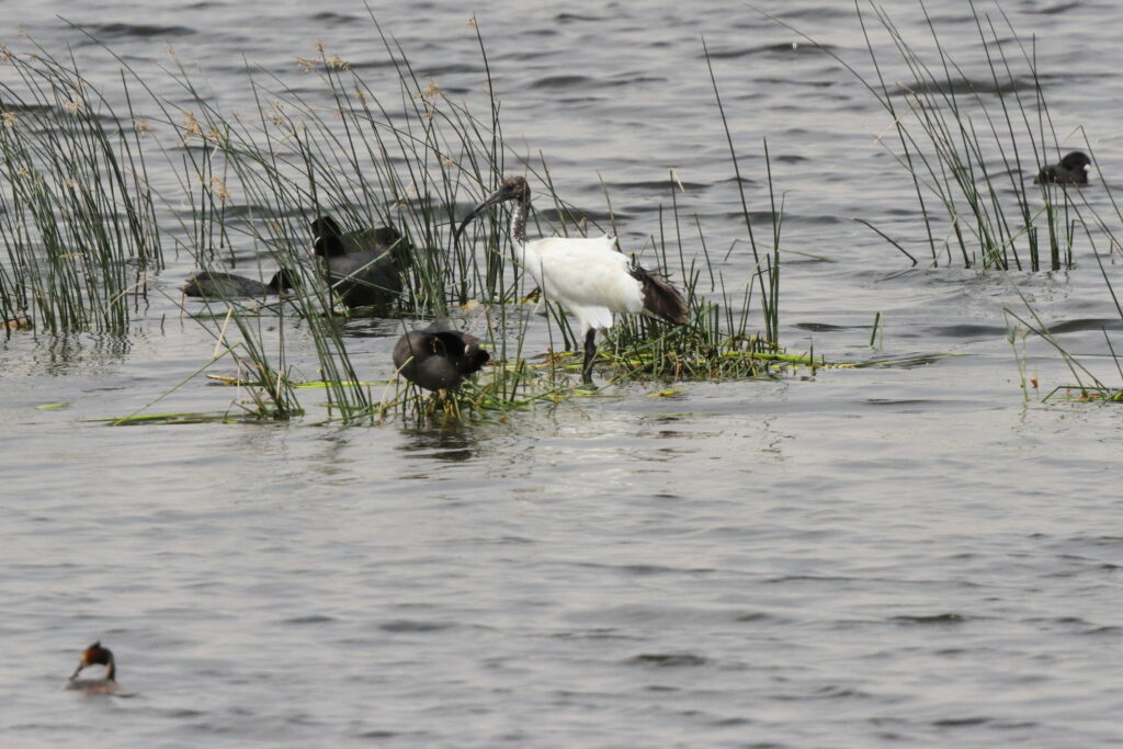 African Sacred Ibis. Qatar, 20 March 2013 © Neil G. Morris.