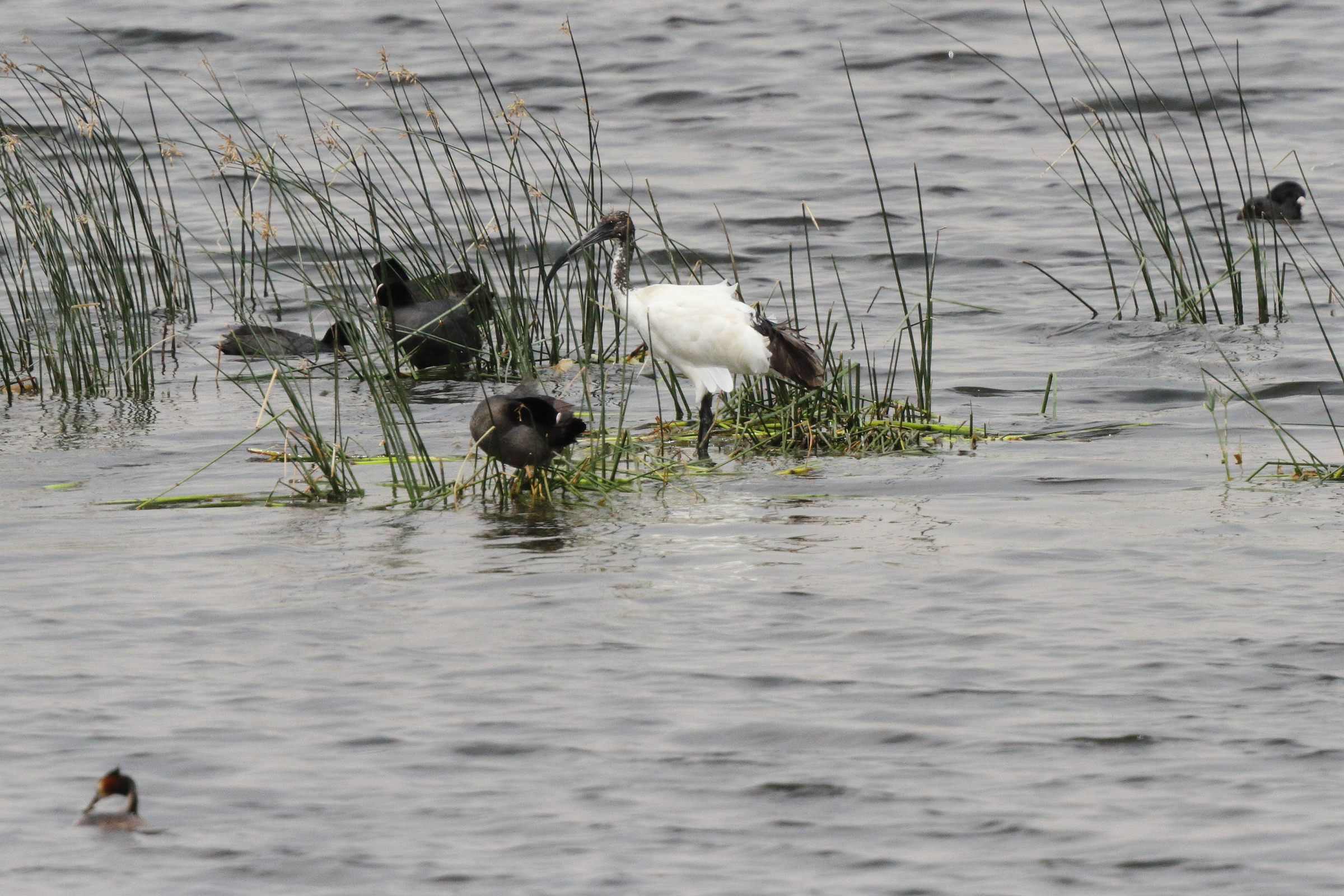 African Sacred Ibis. Qatar, 20 March 2013 © Neil G. Morris.