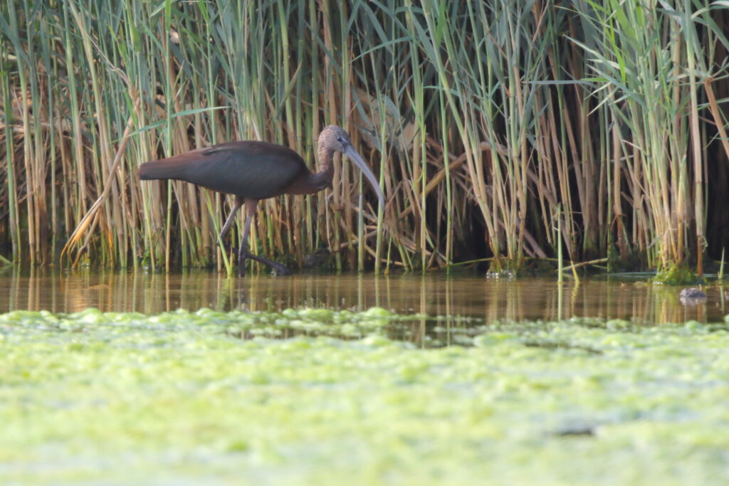 Glossy Ibis. Qatar, 04 November 2012 © Neil G. Morris.