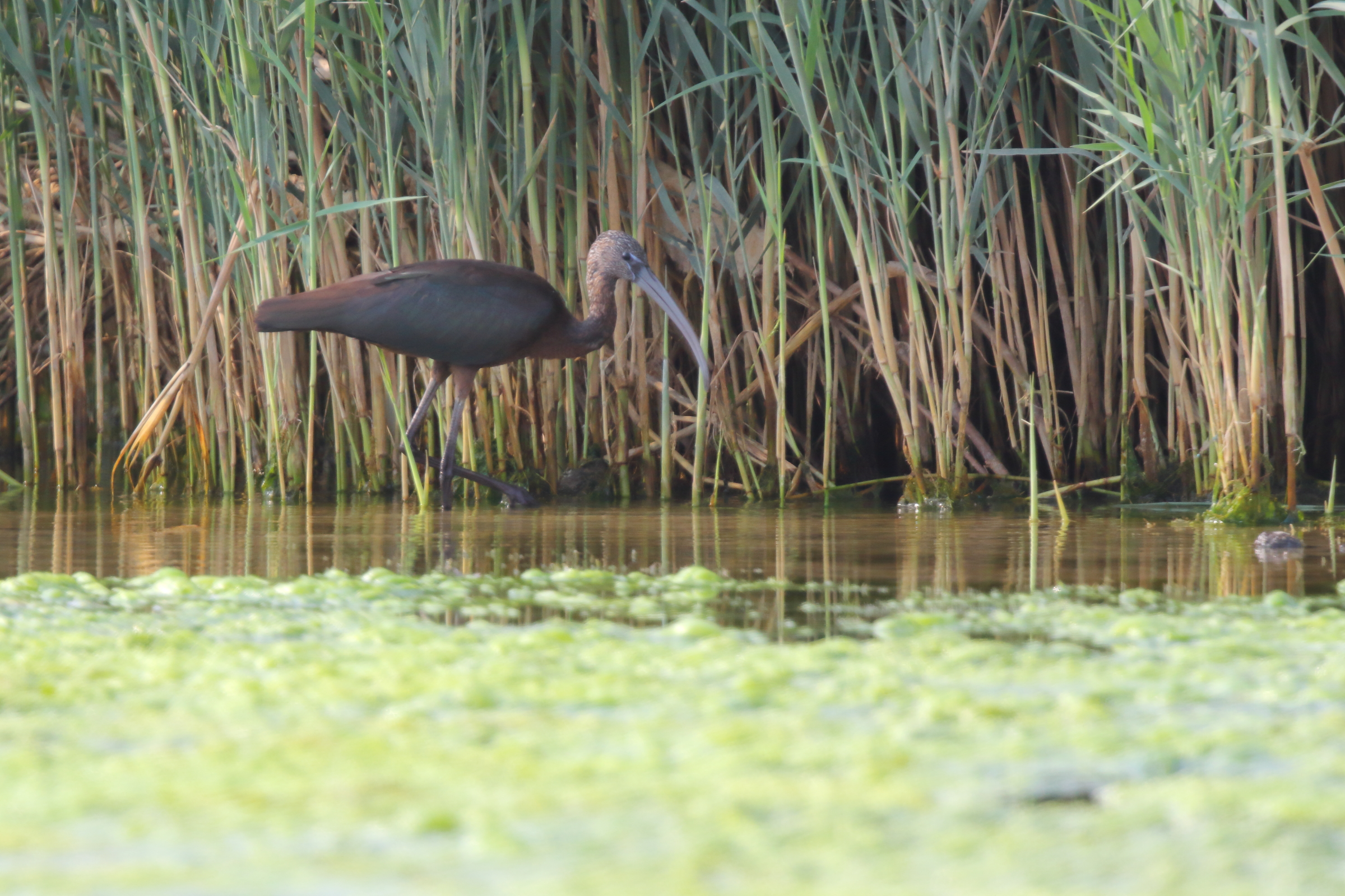 Glossy Ibis. Qatar, 04 November 2012 © Neil G. Morris.